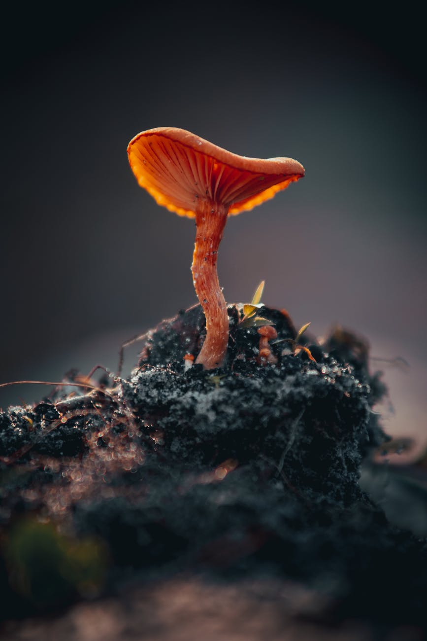 tiny inedible mushroom