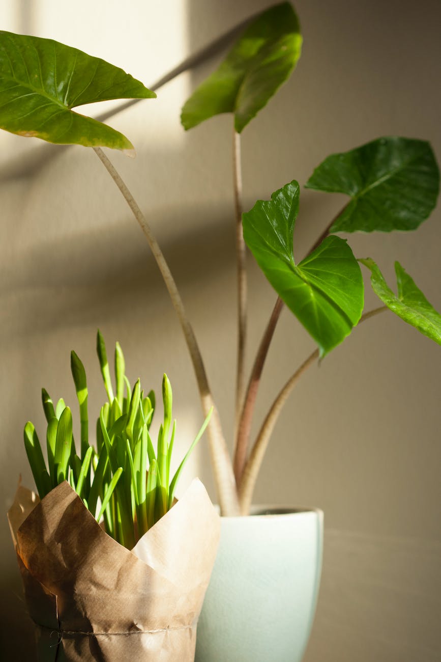 green potted plants