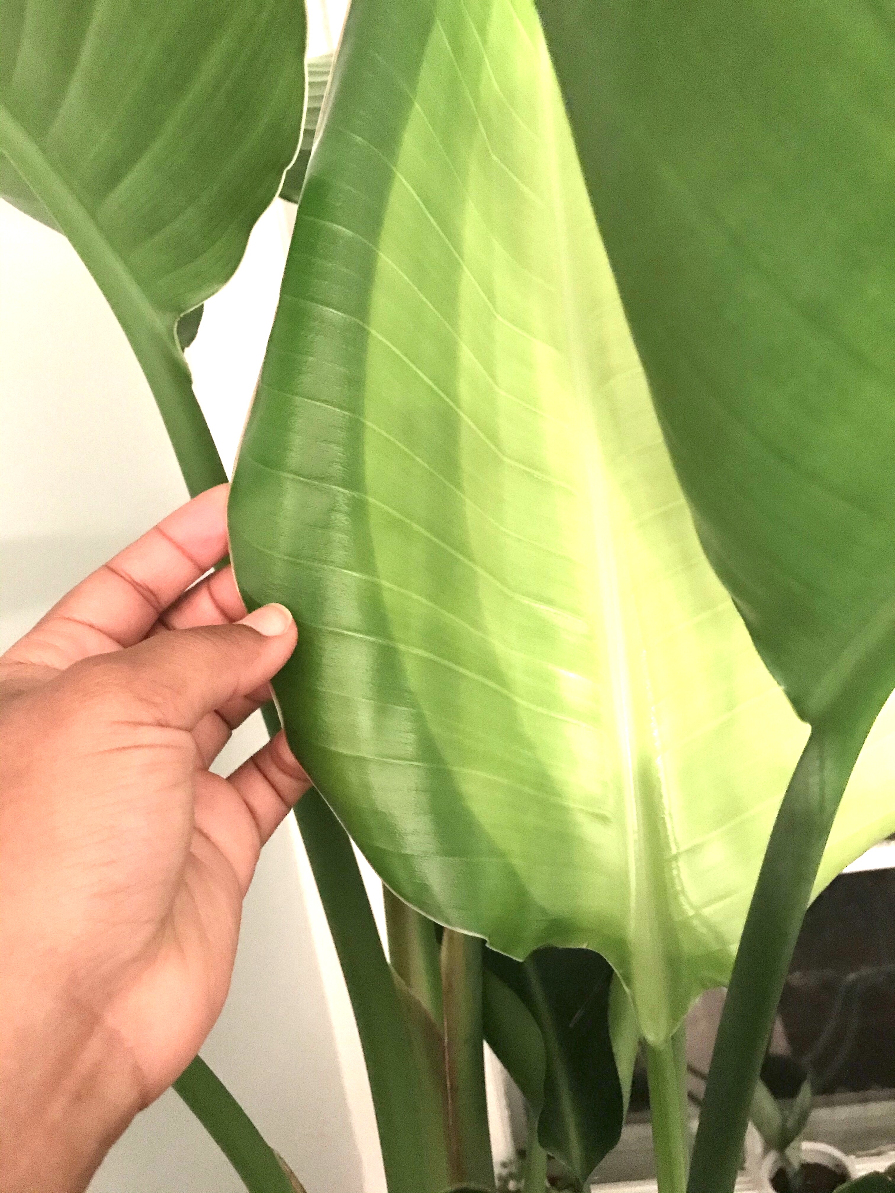bird of paradise plant