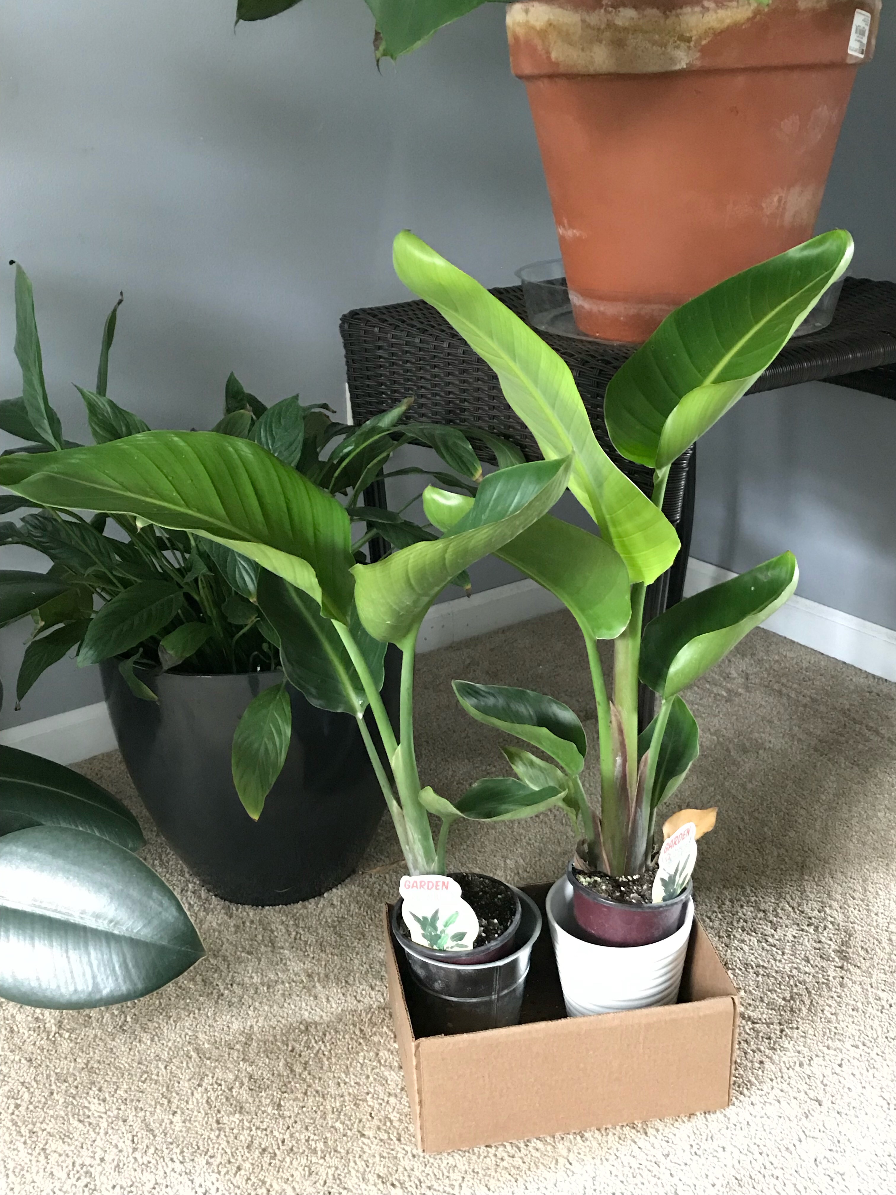 bird of paradise plant