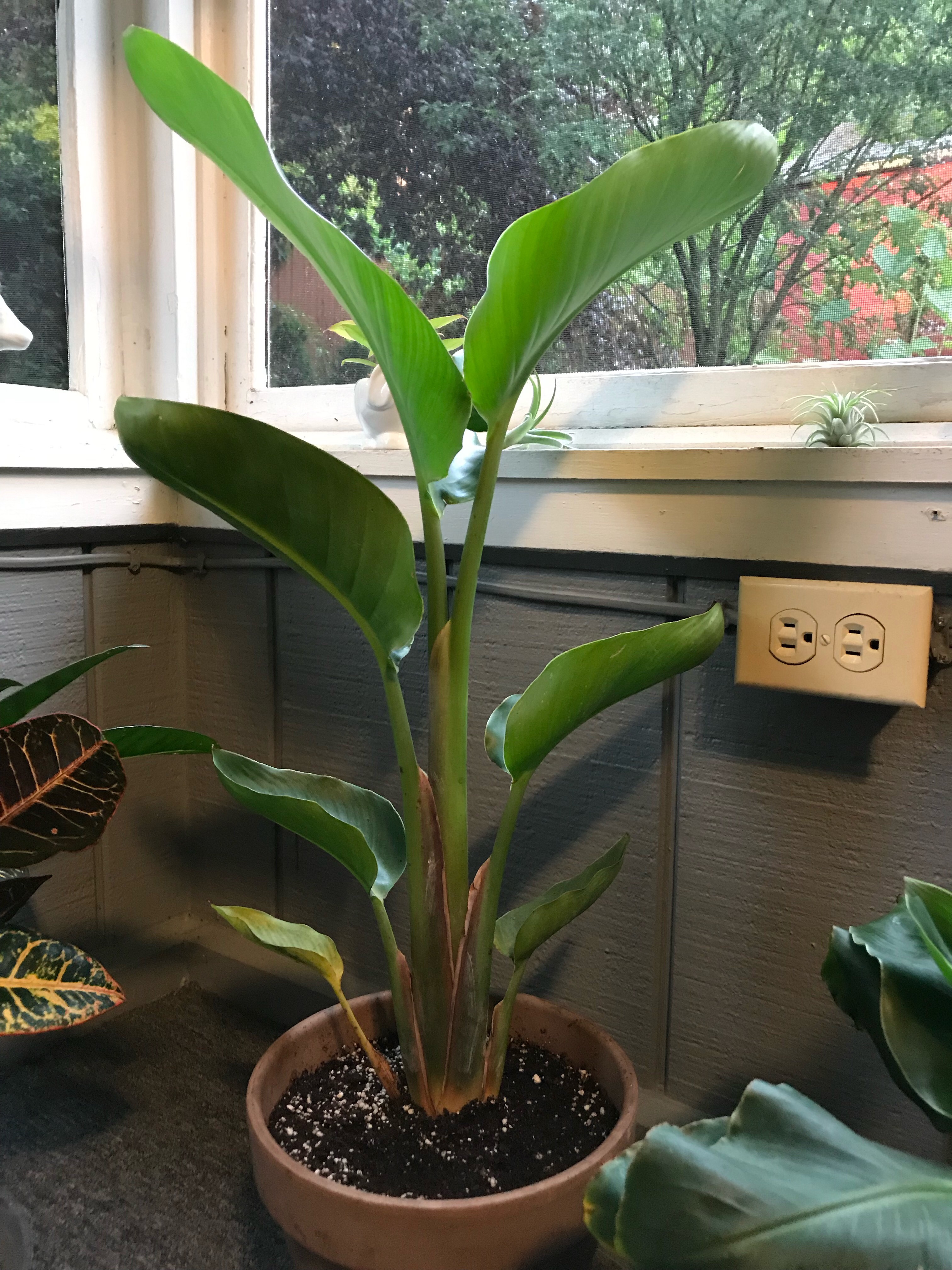 bird of paradise plant