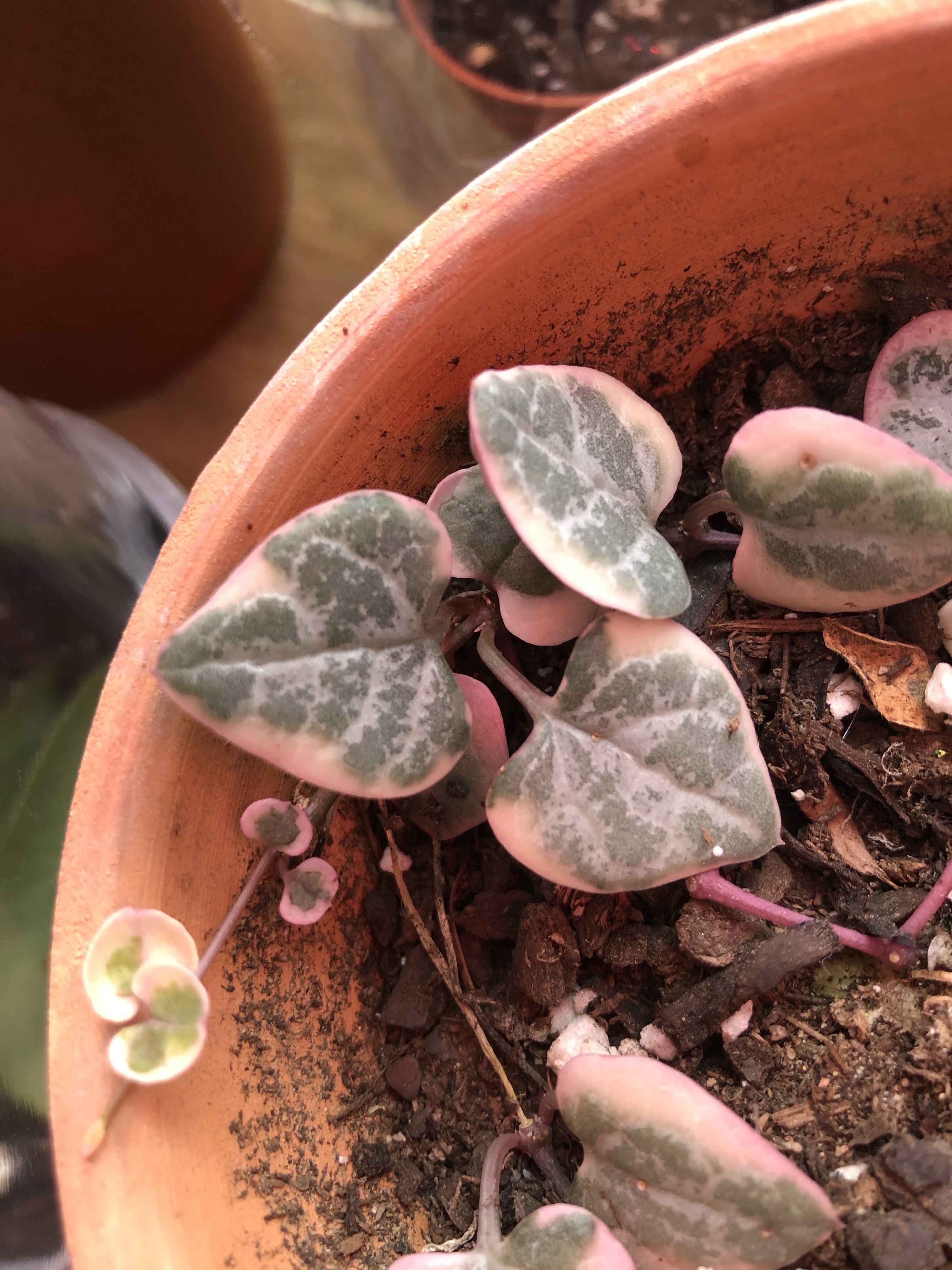 heart leaves