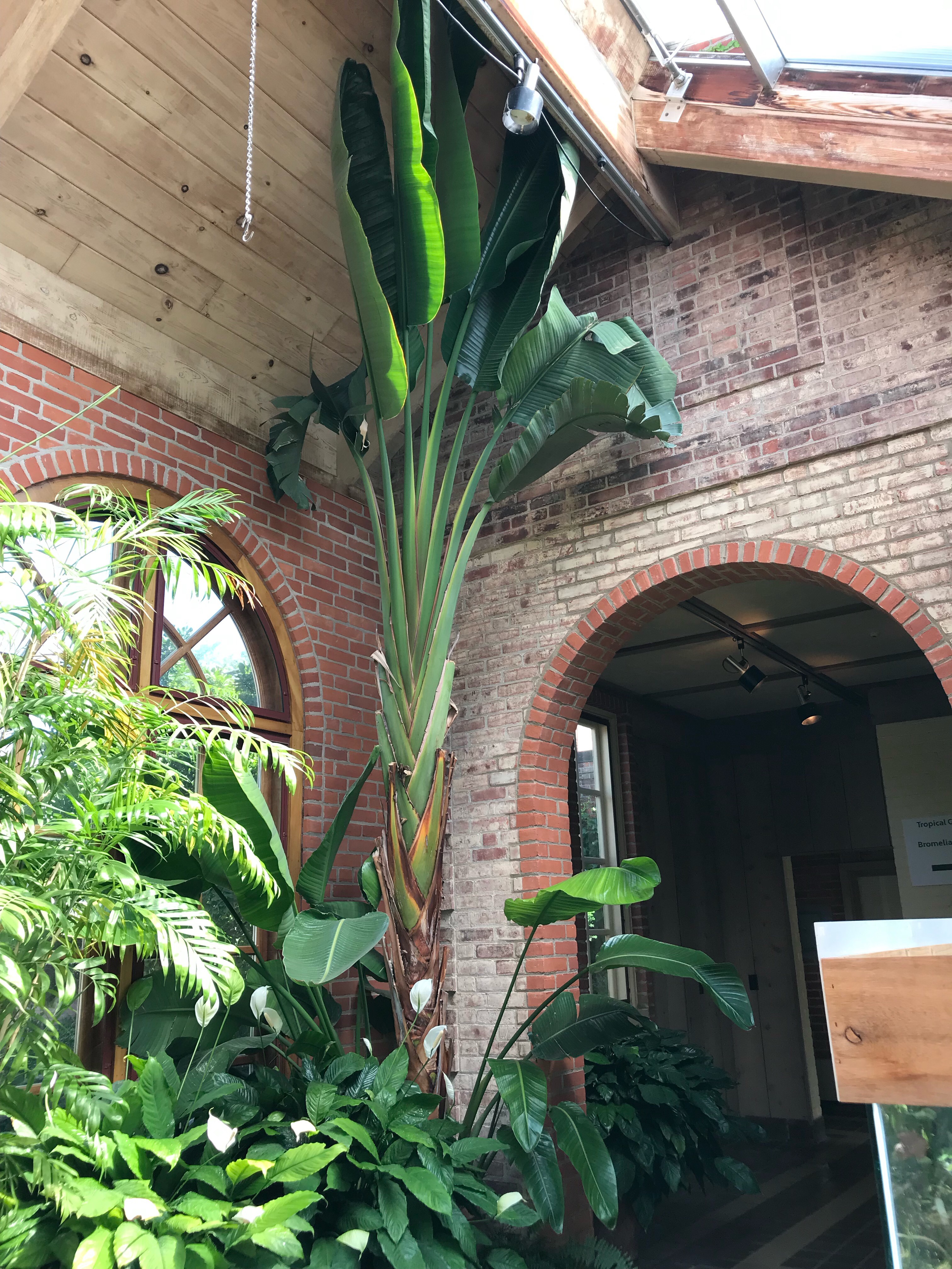 bird of paradise plant
