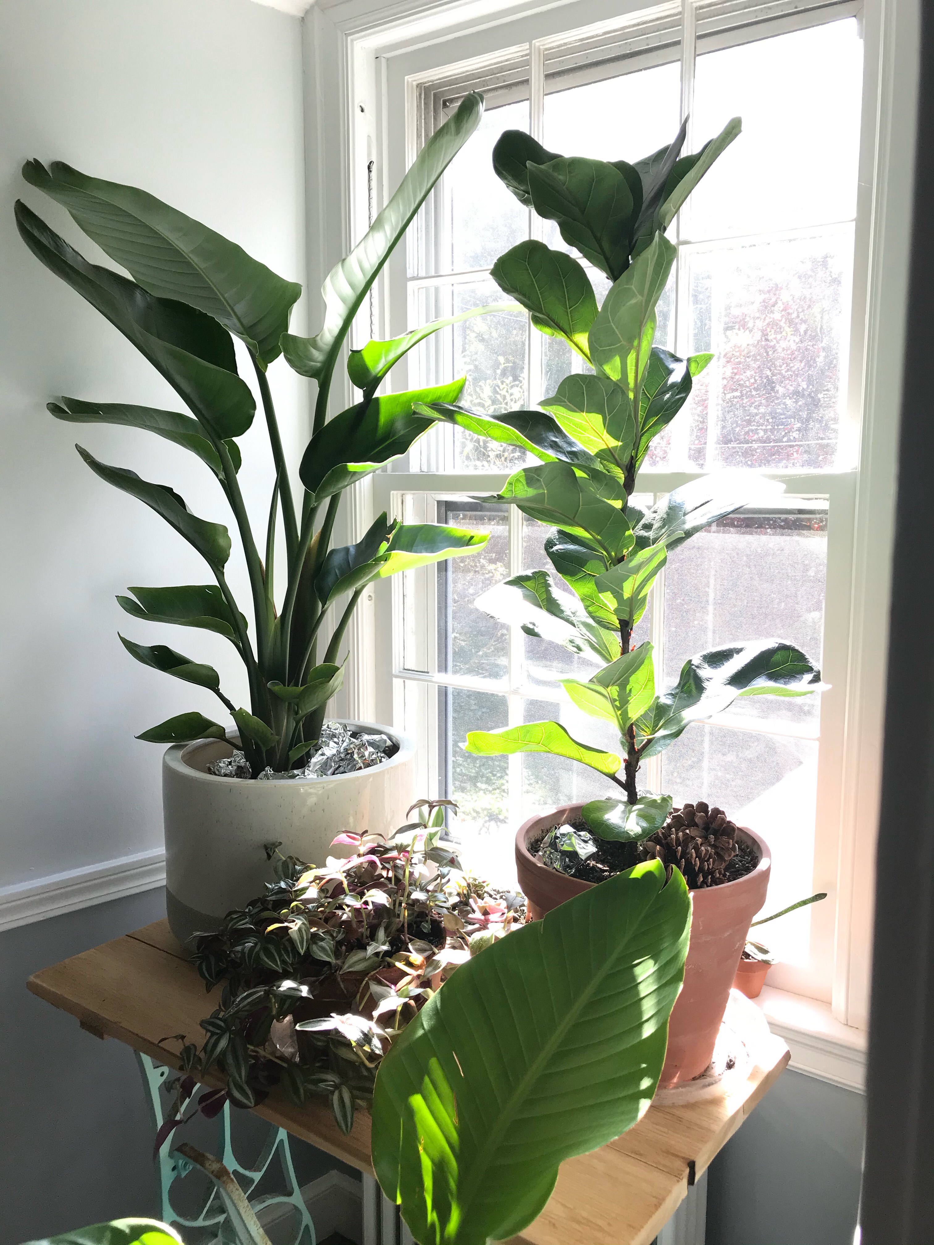 bird of paradise plant