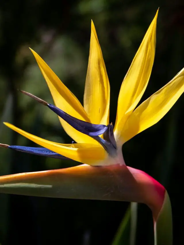 Indoor Bird of Paradise Plant Care