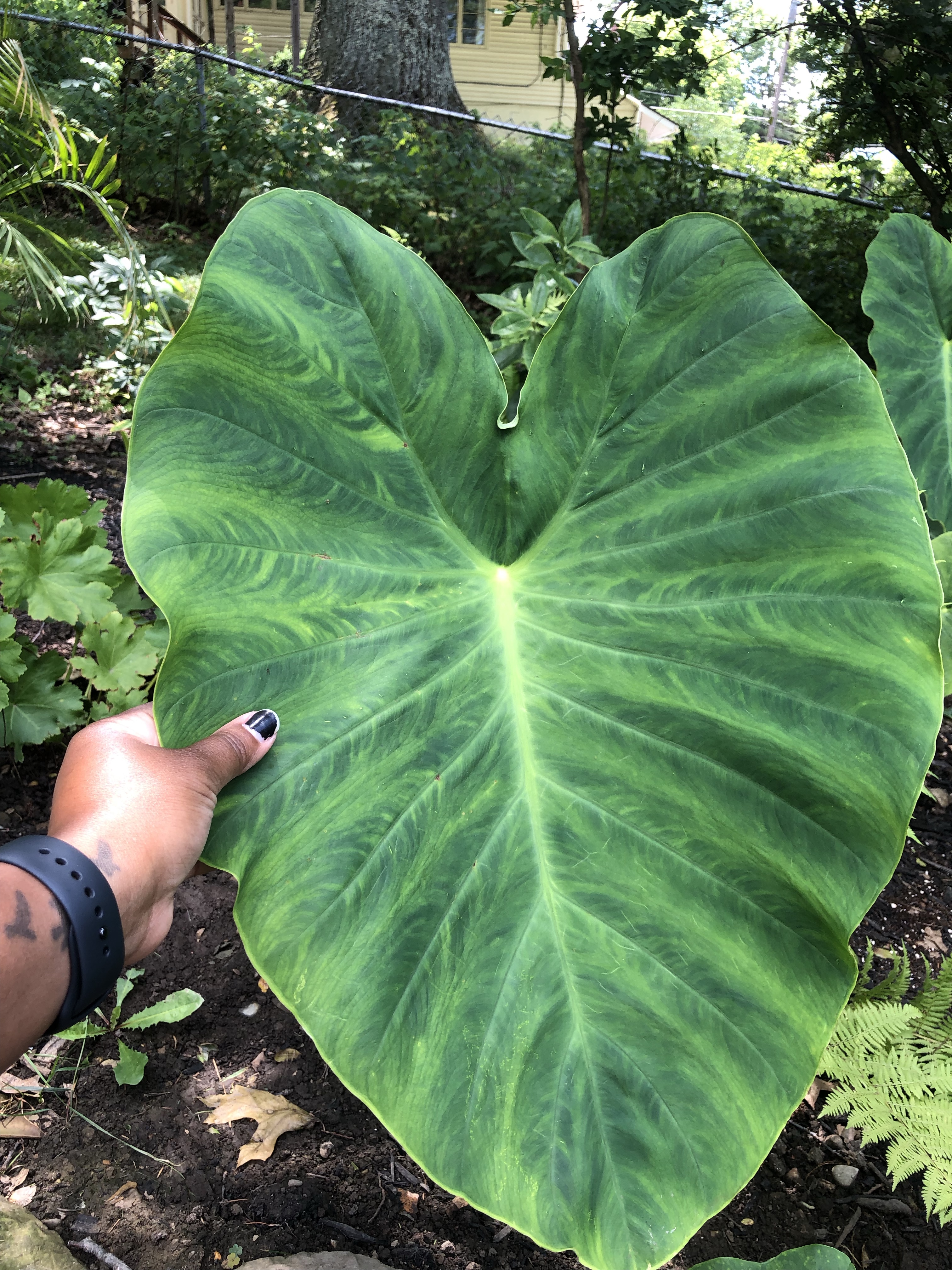 Elephant Ear Plant foliage