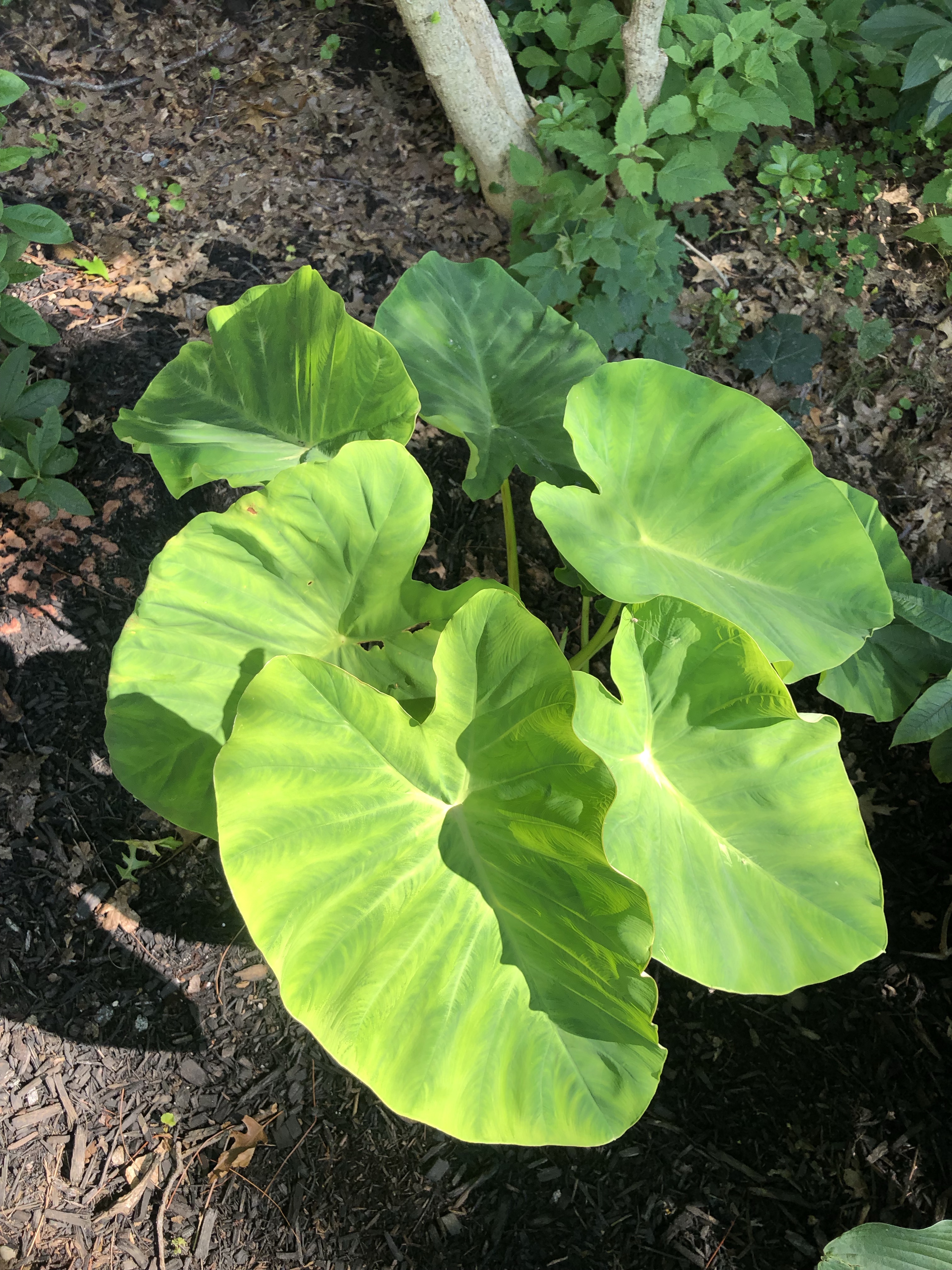 Elephant Ear Plants