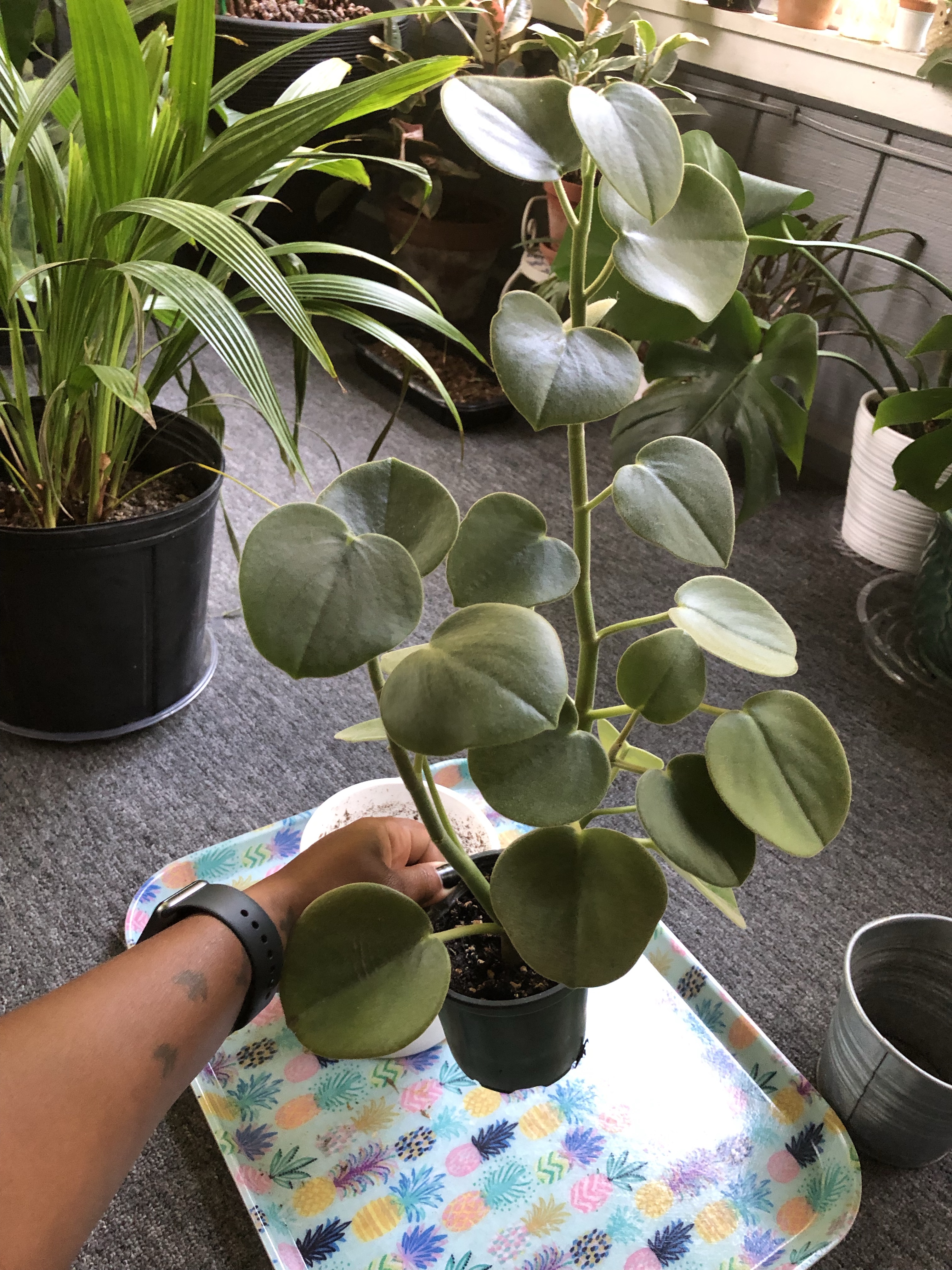 houseplants die