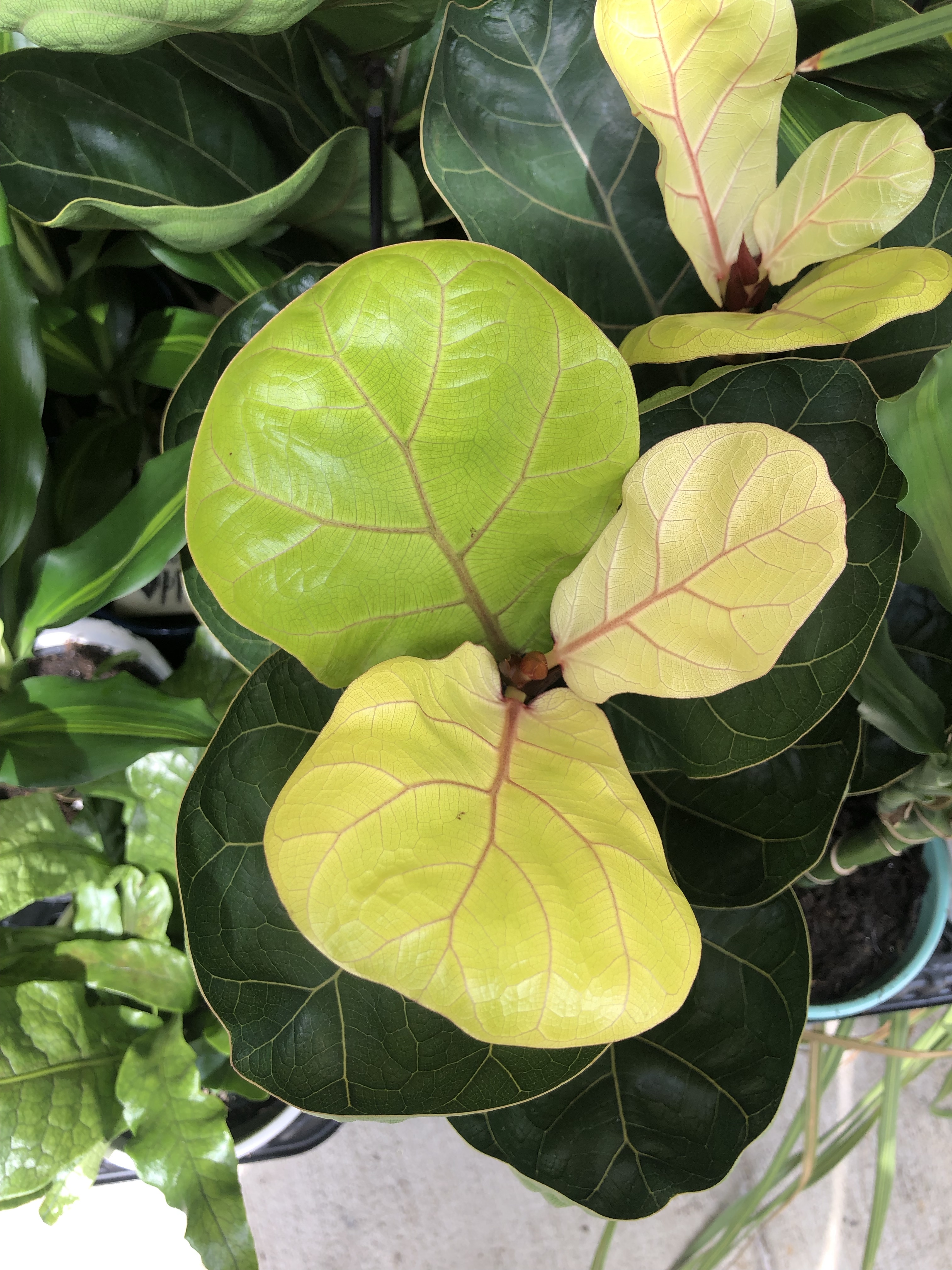 houseplants die