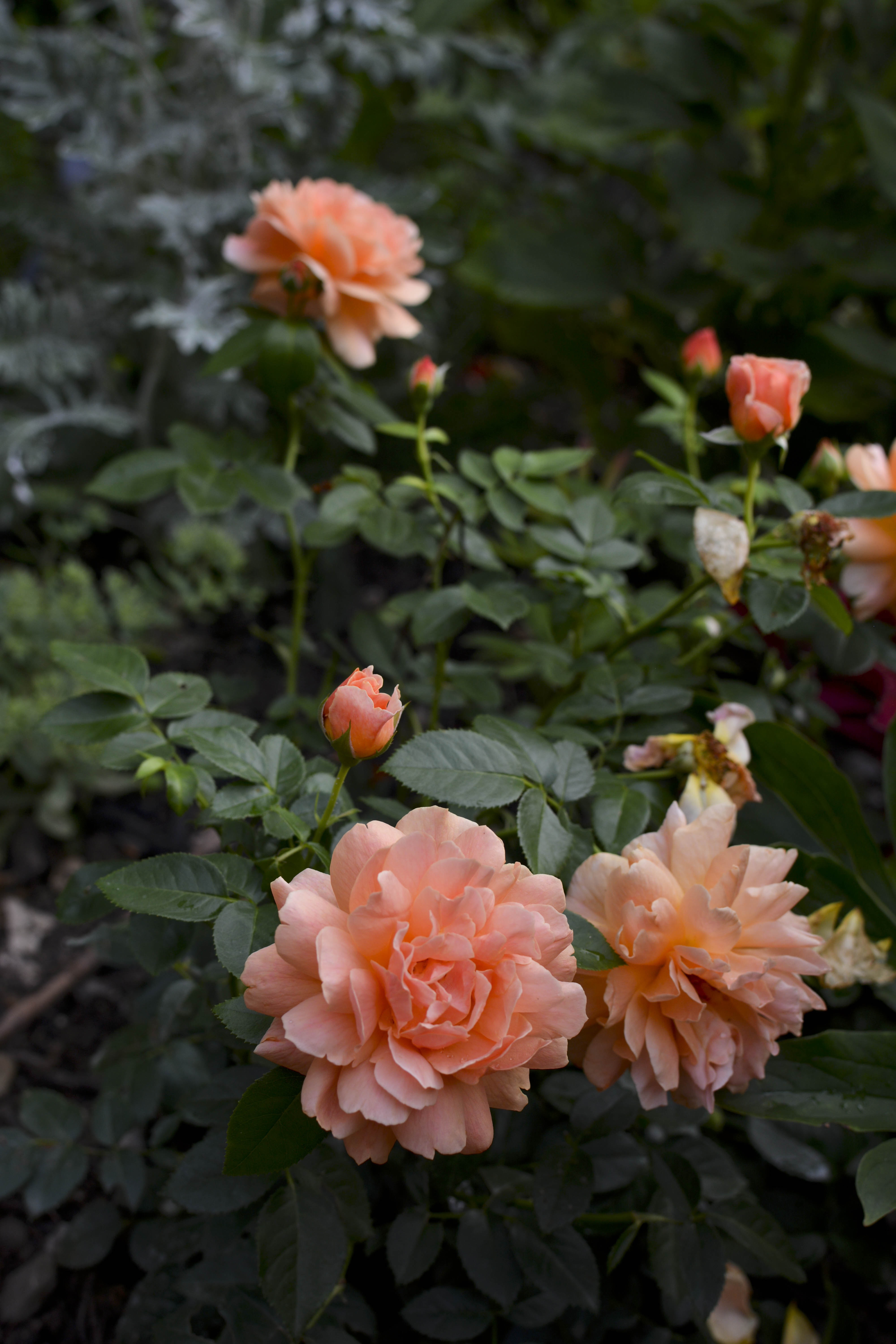 garden flowers