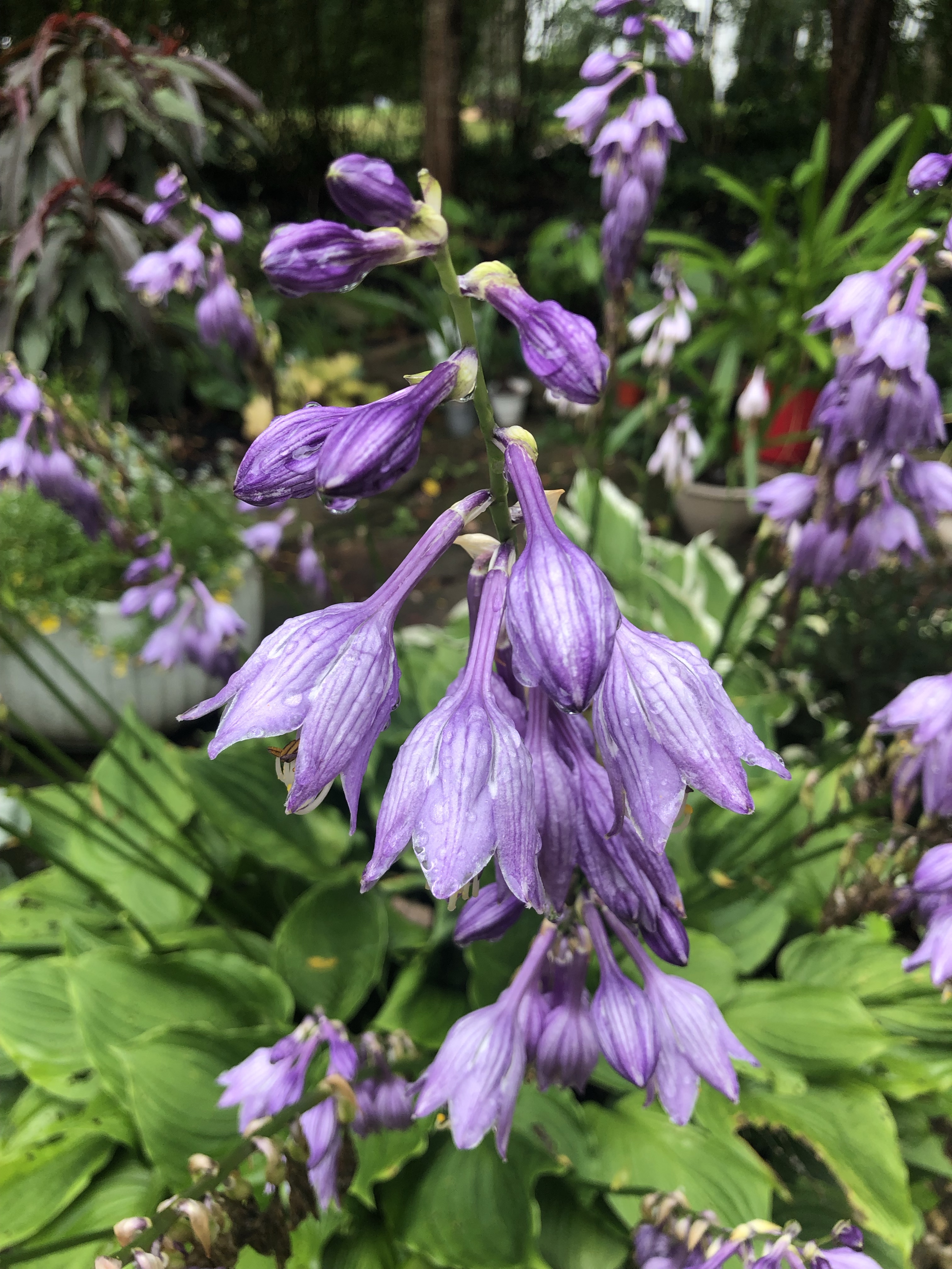 garden flowers