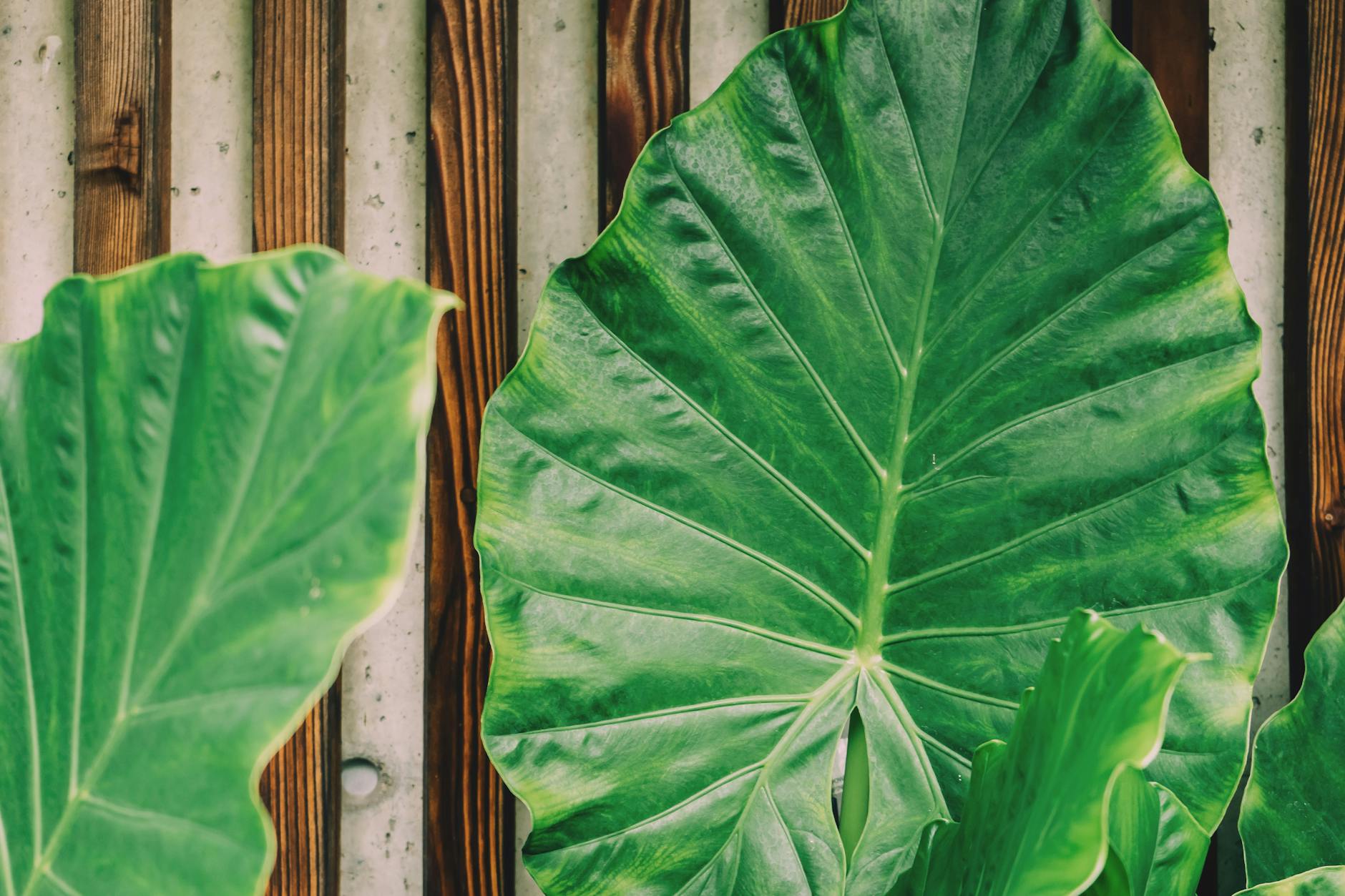 green plant leaf beside brown wooden frame