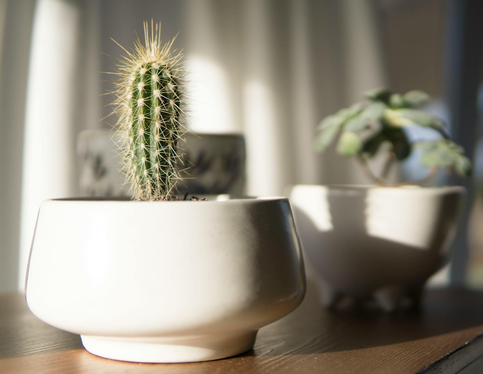 white potted cactus plant in closeup photo
