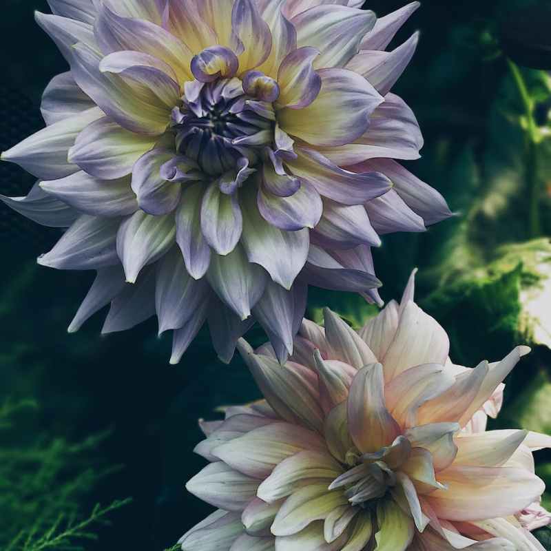 dahlia flowers