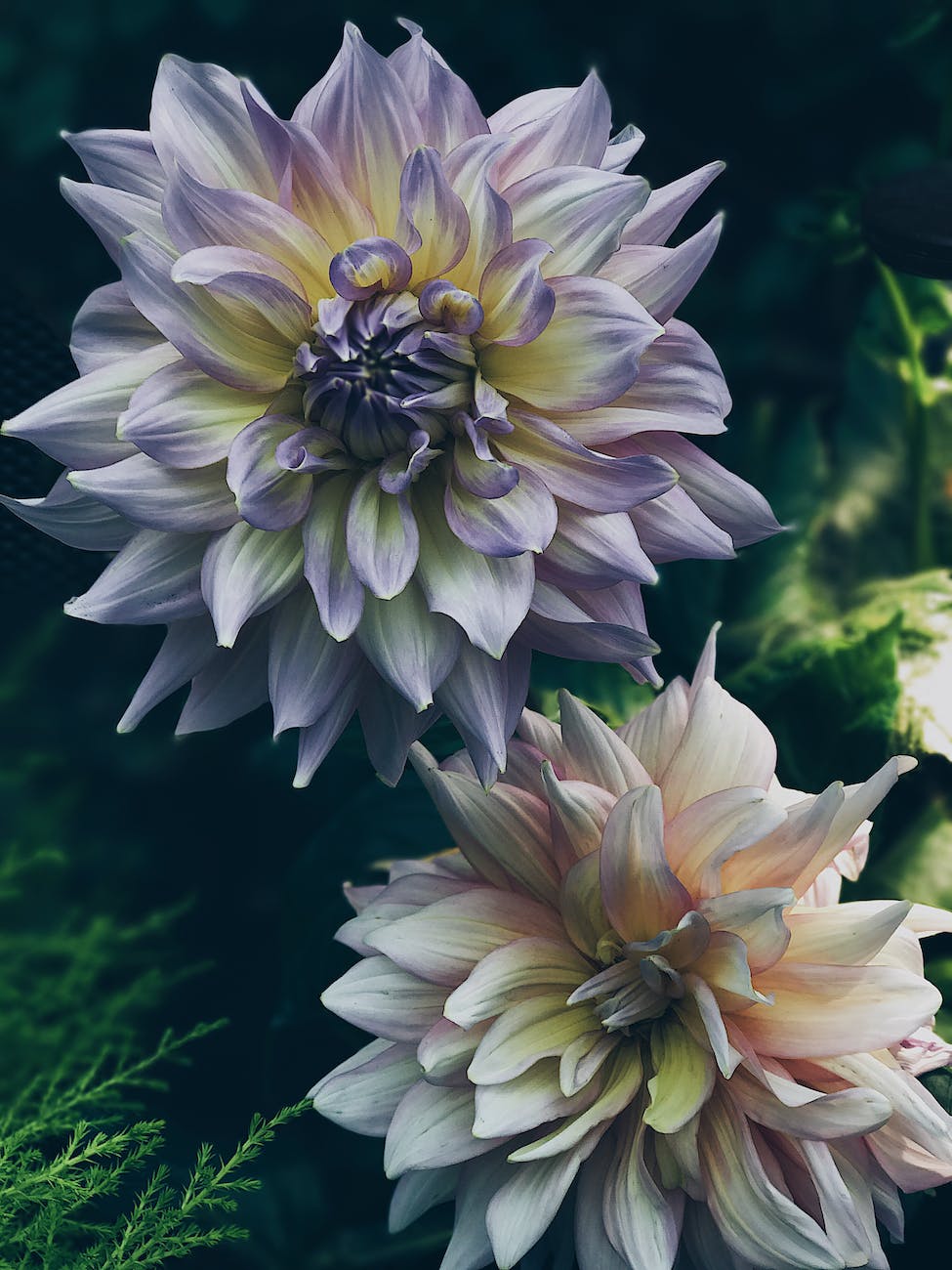 dahlia flowers