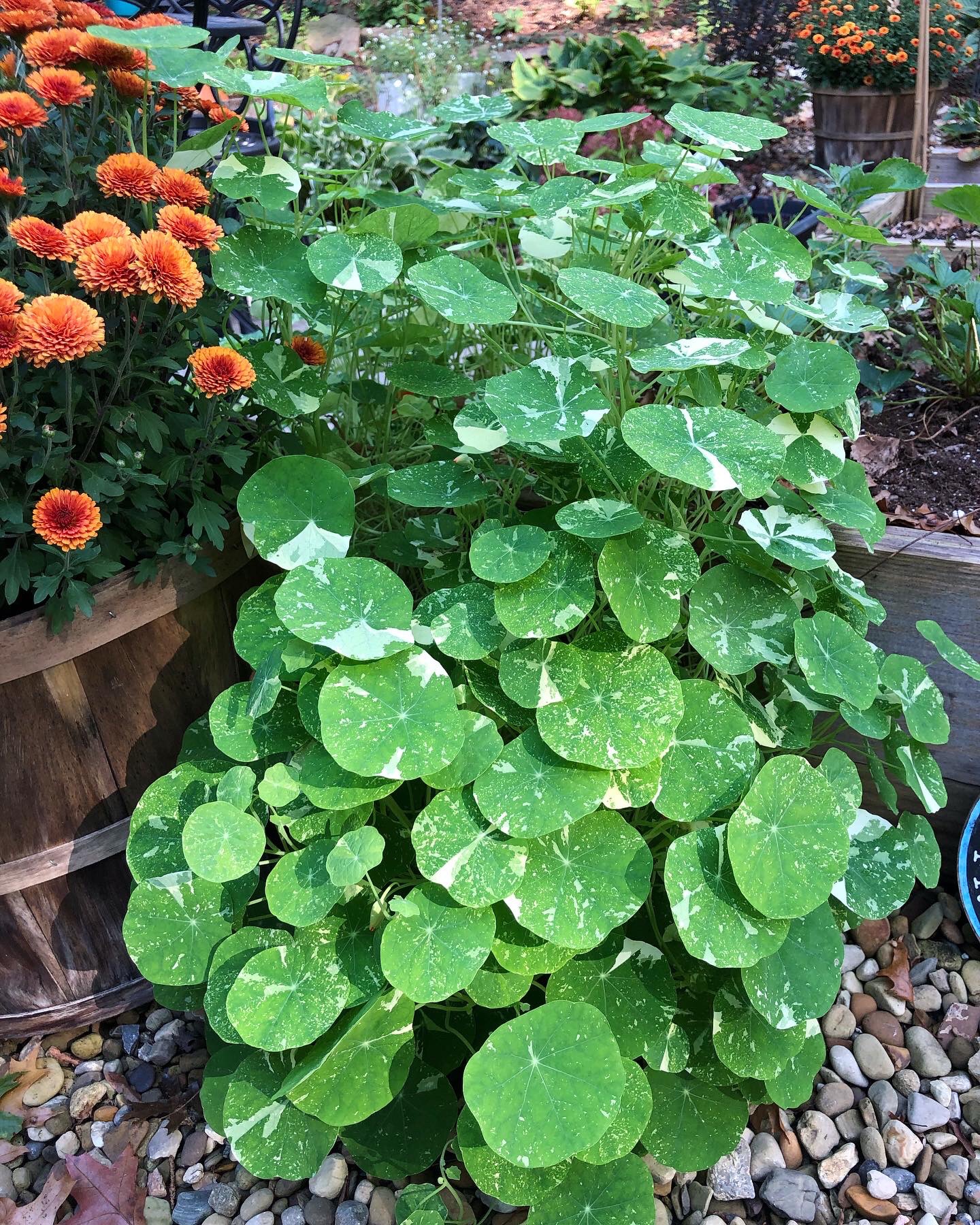 how to grow nasturtium