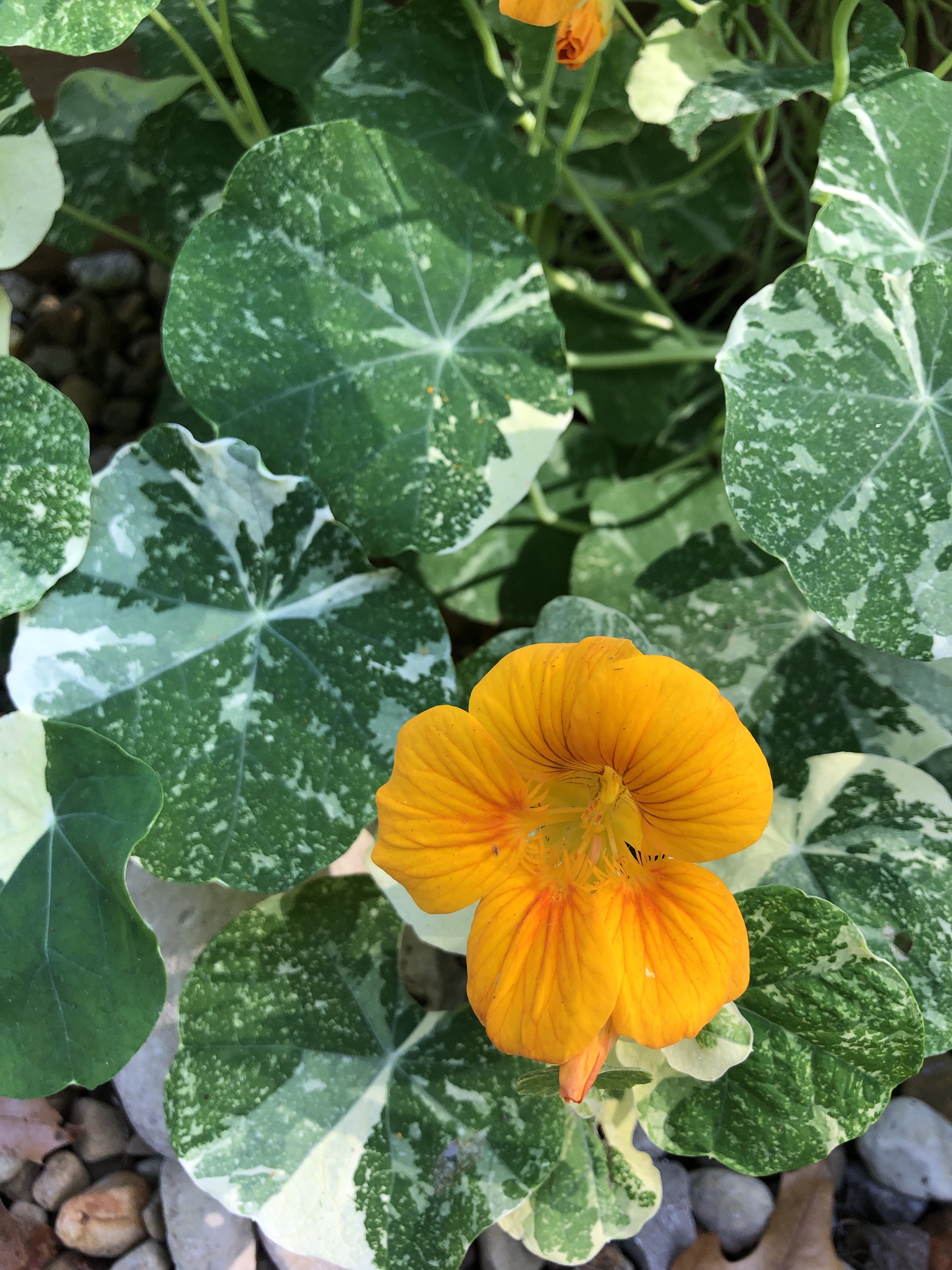 how to grow nasturtium