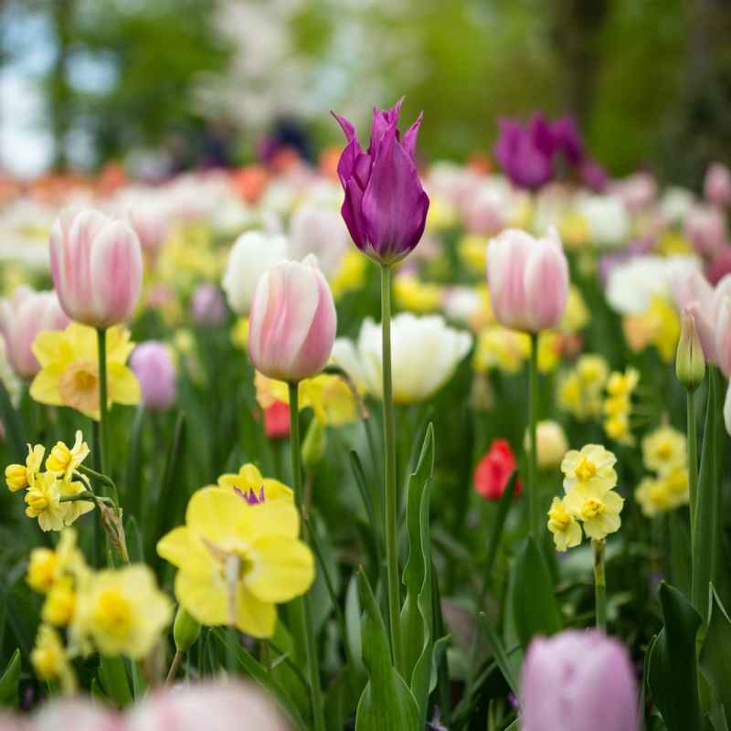 depth of field photography of tulip flowers