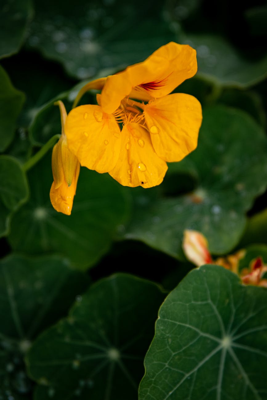 close up shot of a nasturtium