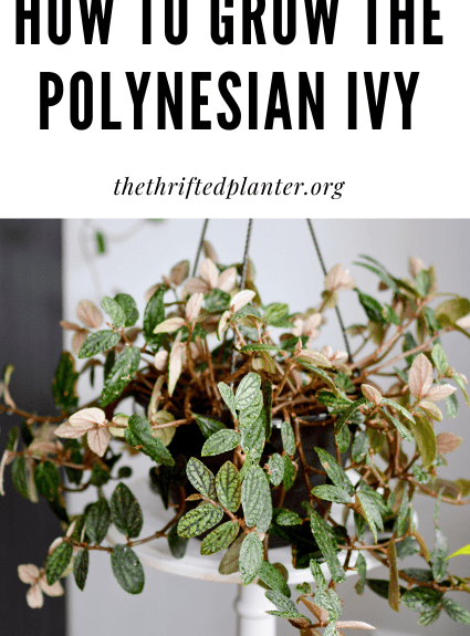 Polynesian Ivy