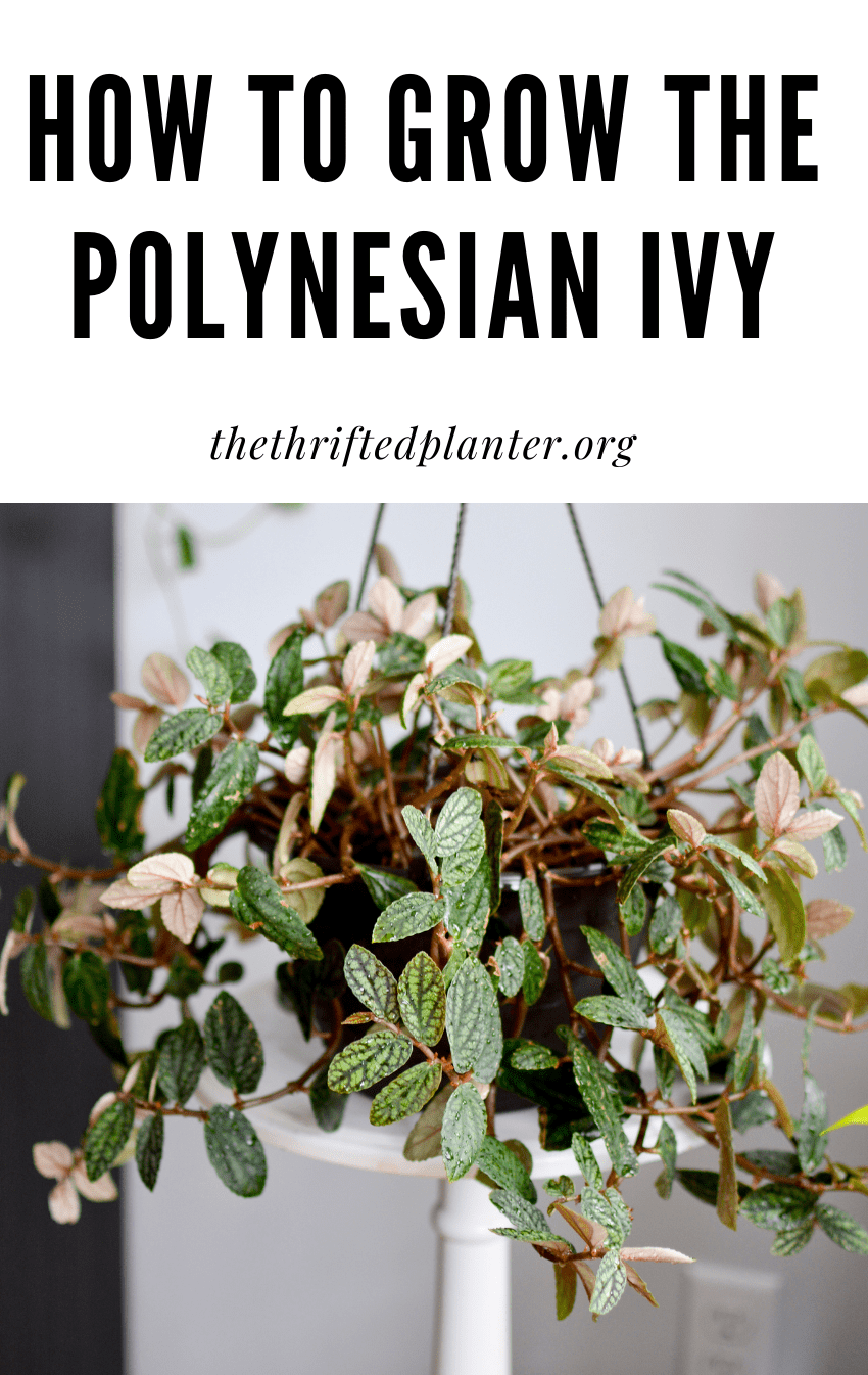 Polynesian Ivy