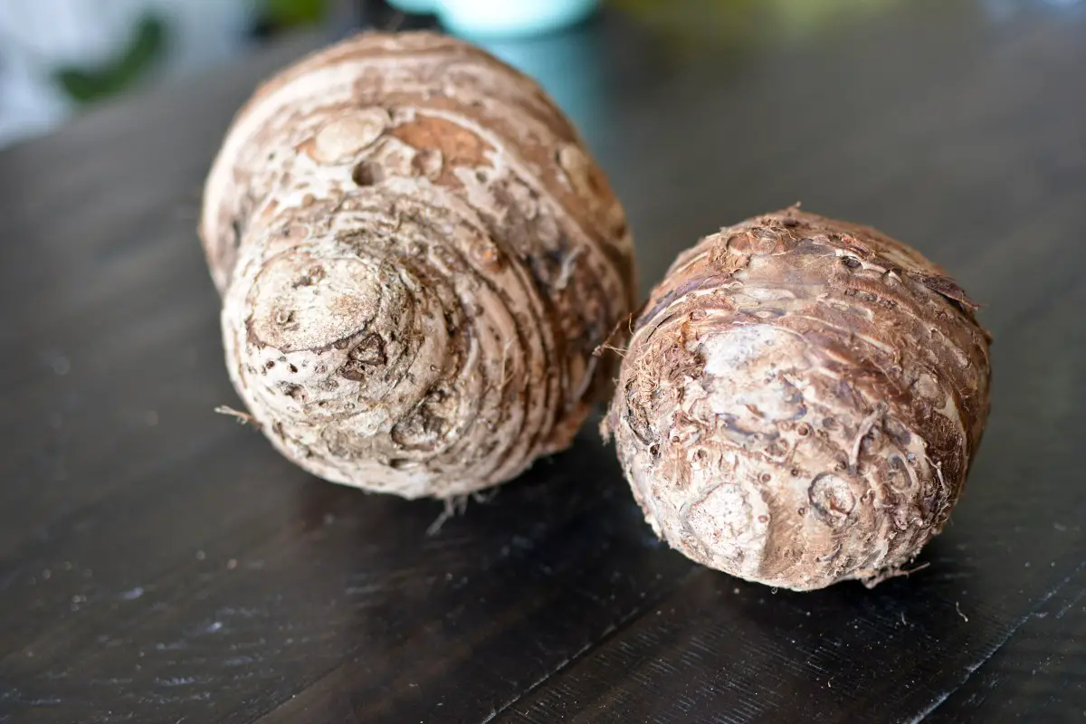 5 Reasons Your Elephant Ear Bulb Won't Grow The Thrifted Planter