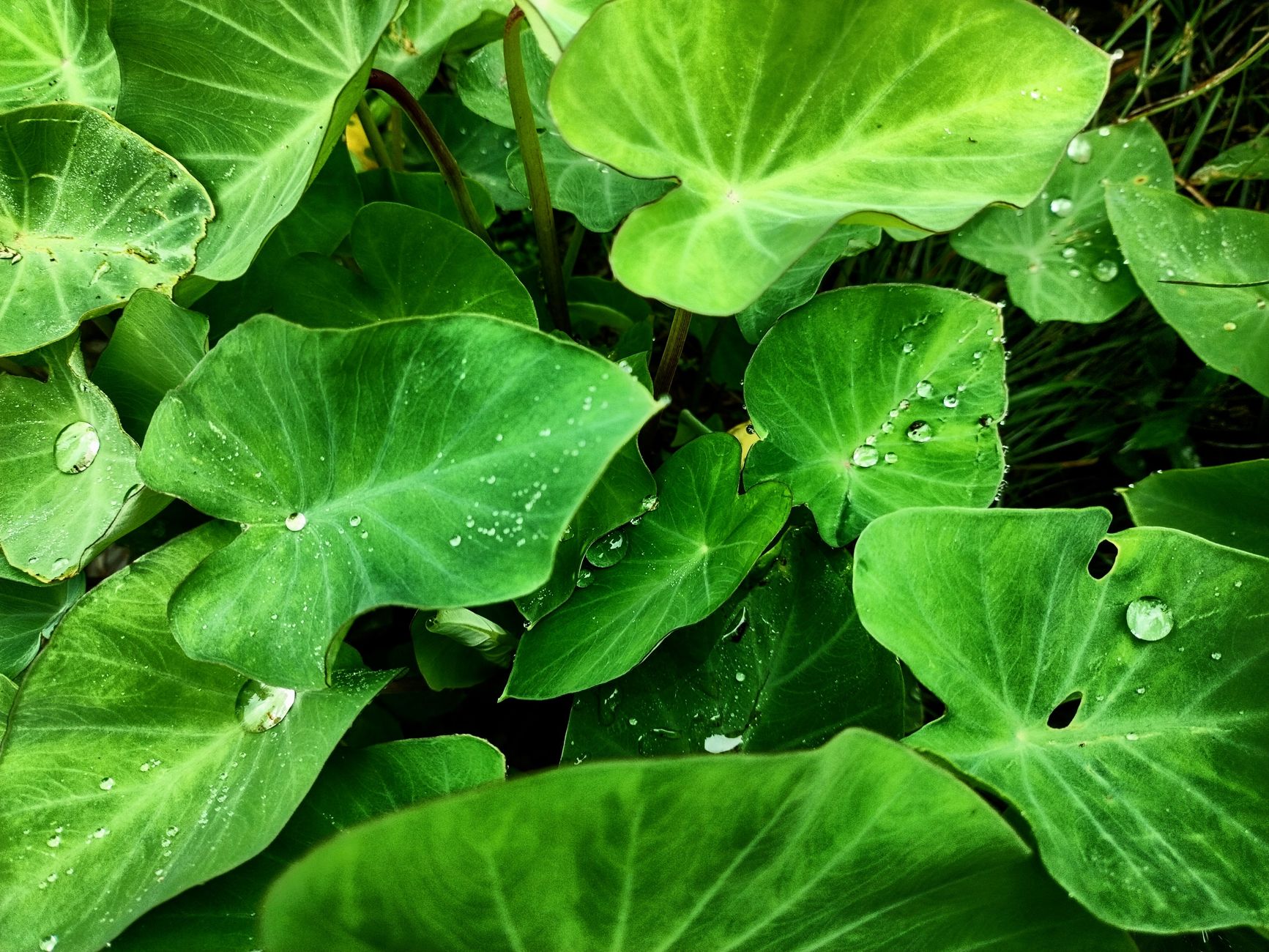 vibrant green taro leaves with raindrops close up