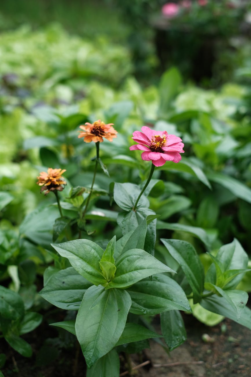 close up shot of zinnia flowers in bloom