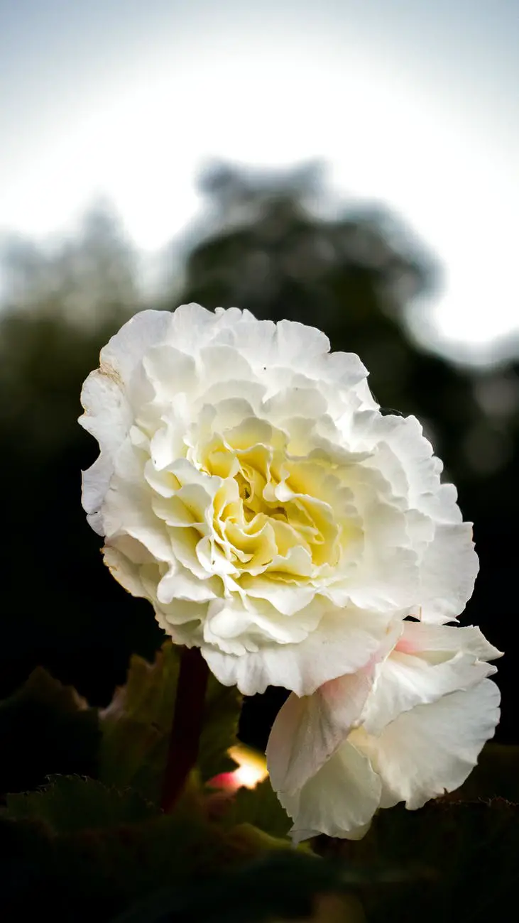 selective focus photograph of a flower with white petals