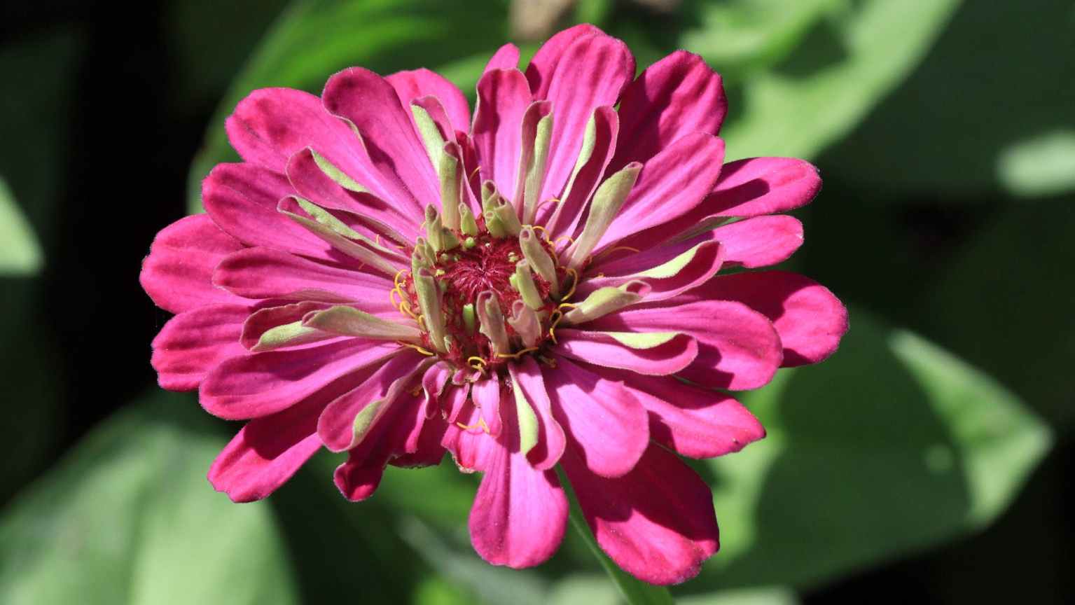 How to Start and Grow Zinnia Seeds Indoors The Thrifted Planter