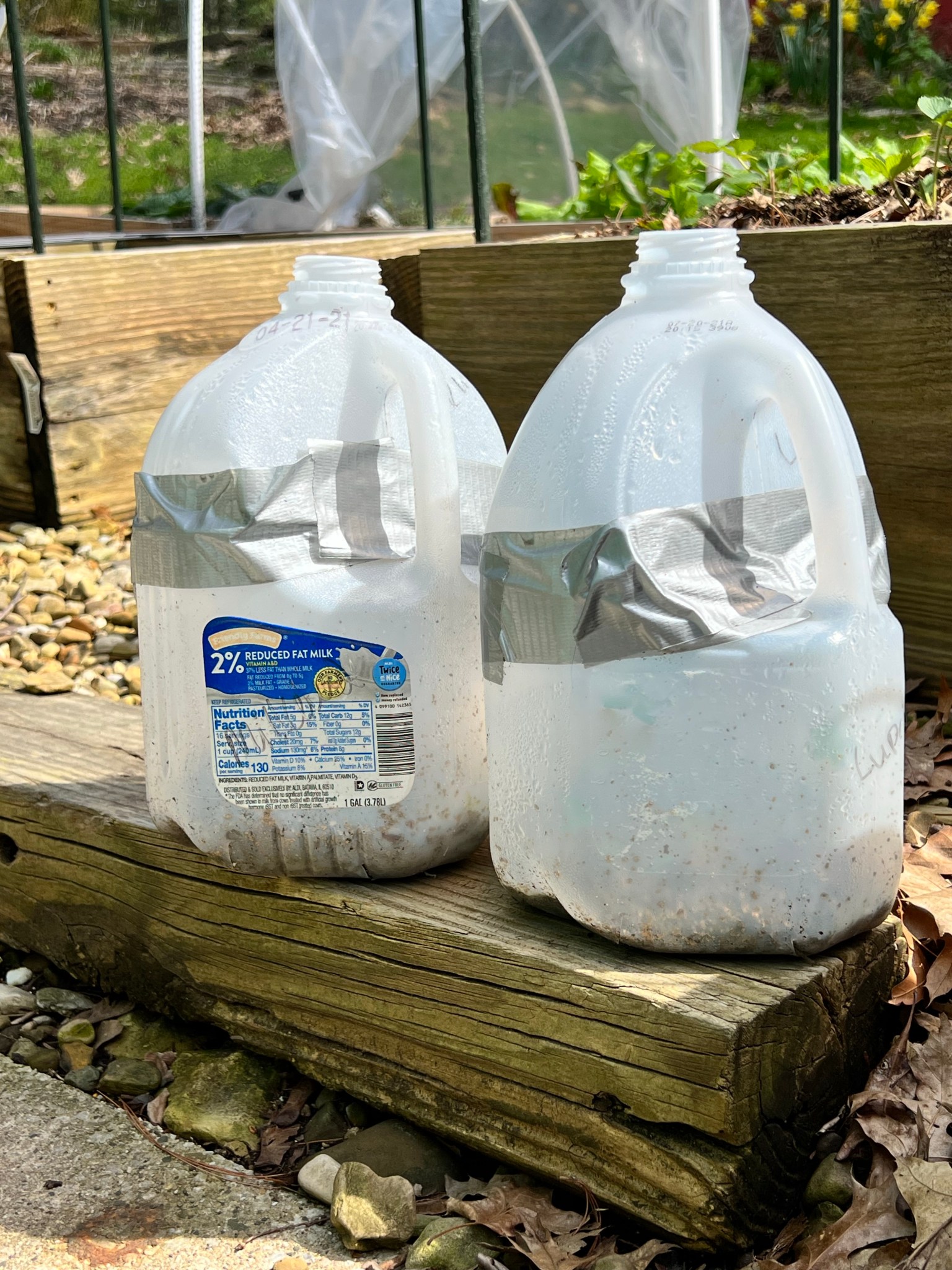How sowing seeds in Milk Jugs is a game changer The Thrifted Planter