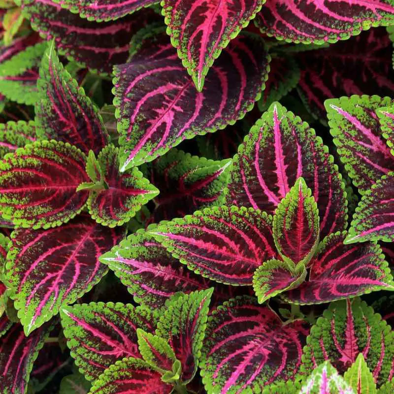 purple and green leaves in close up photography