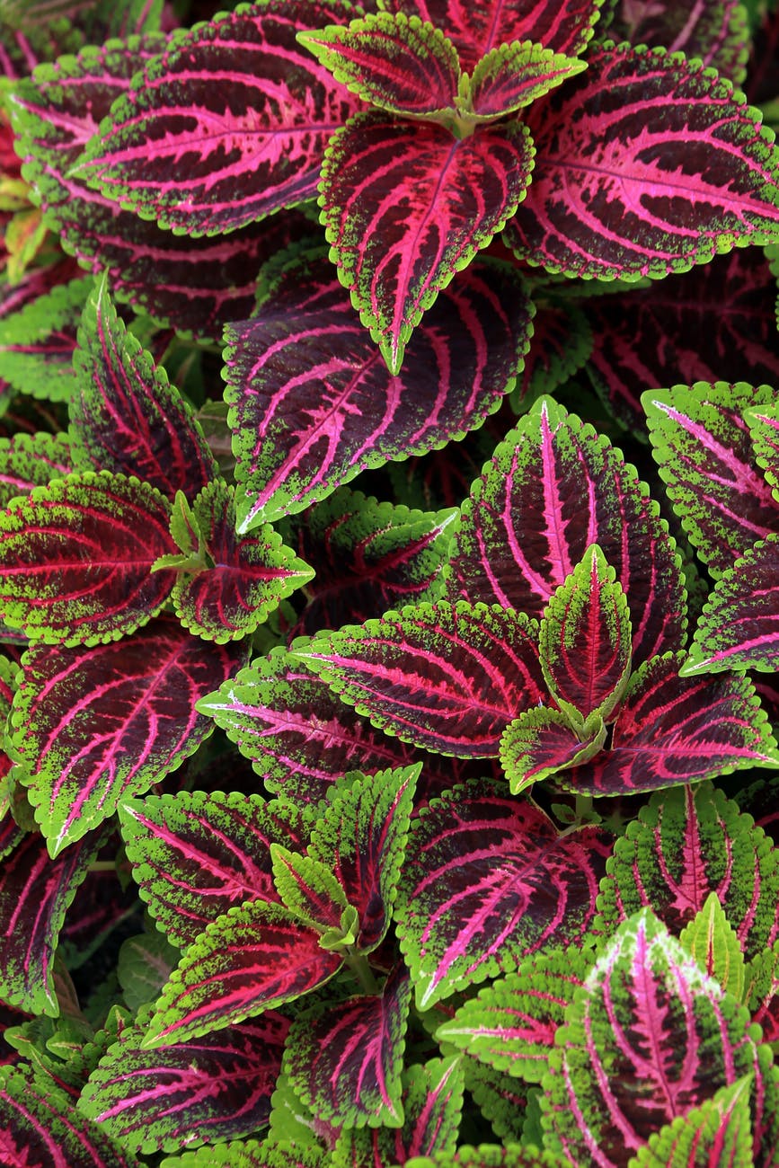 purple and green leaves in close up photography