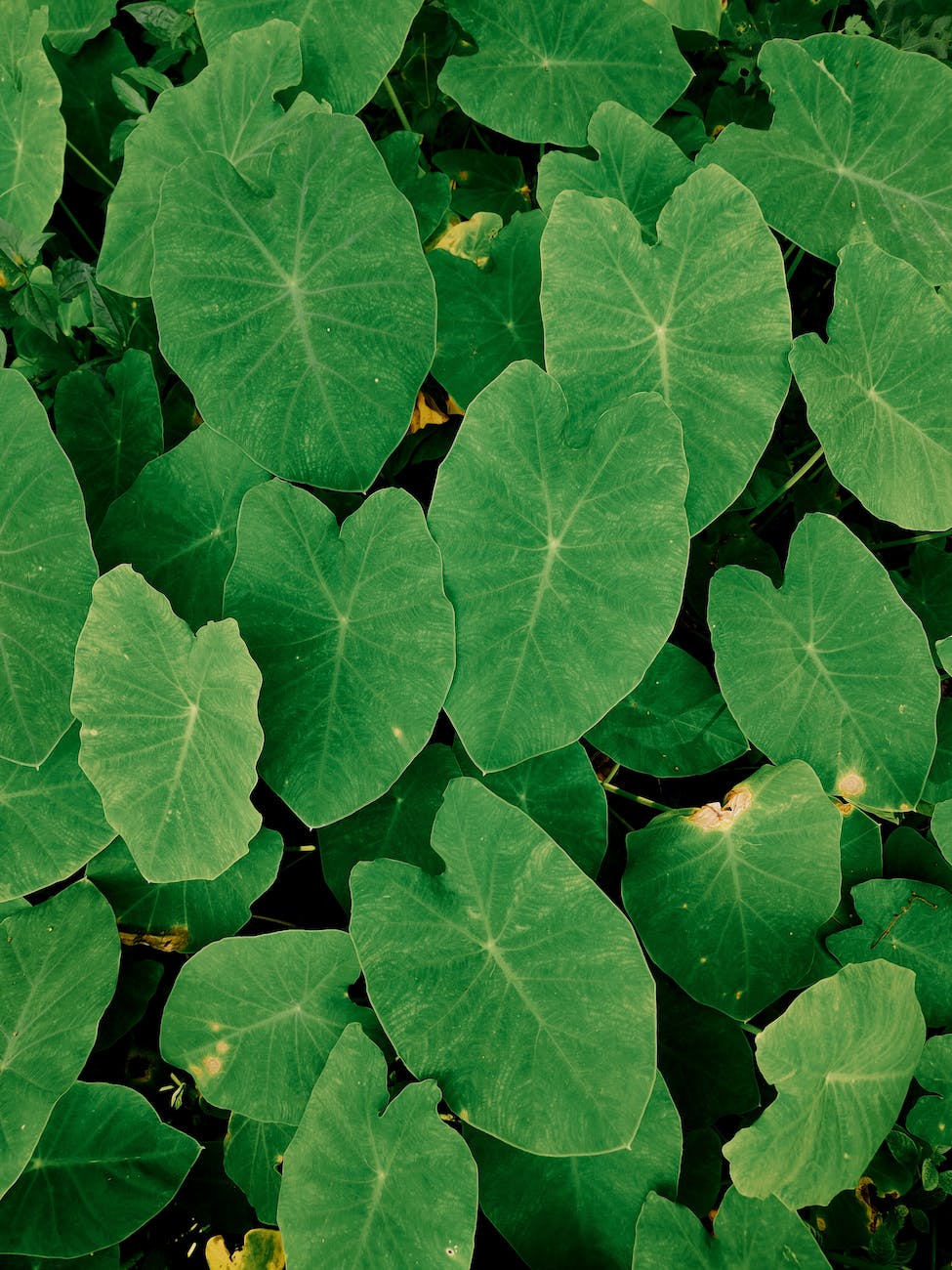 green colocasia formosana leaves