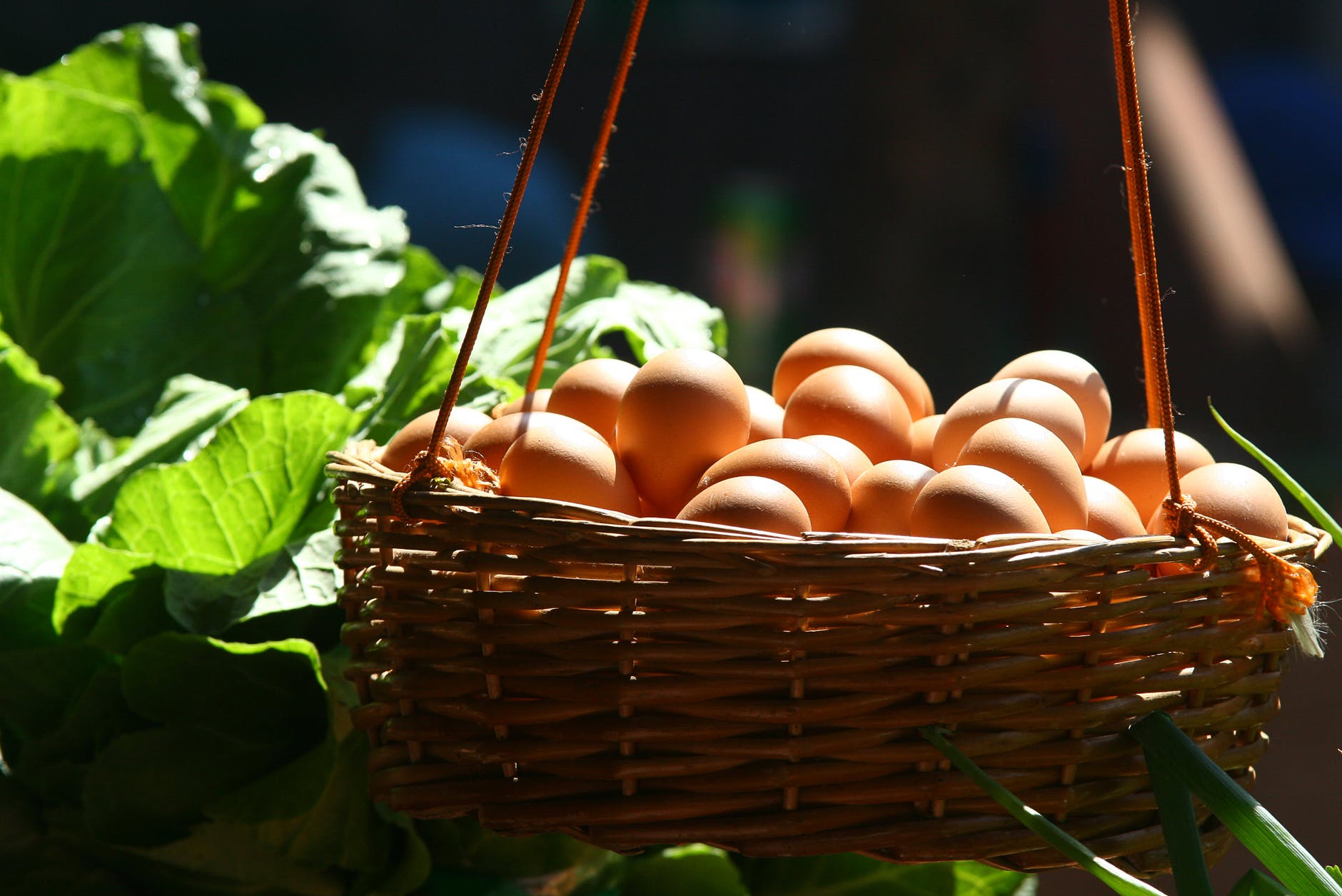 basket filled with poultry eggs