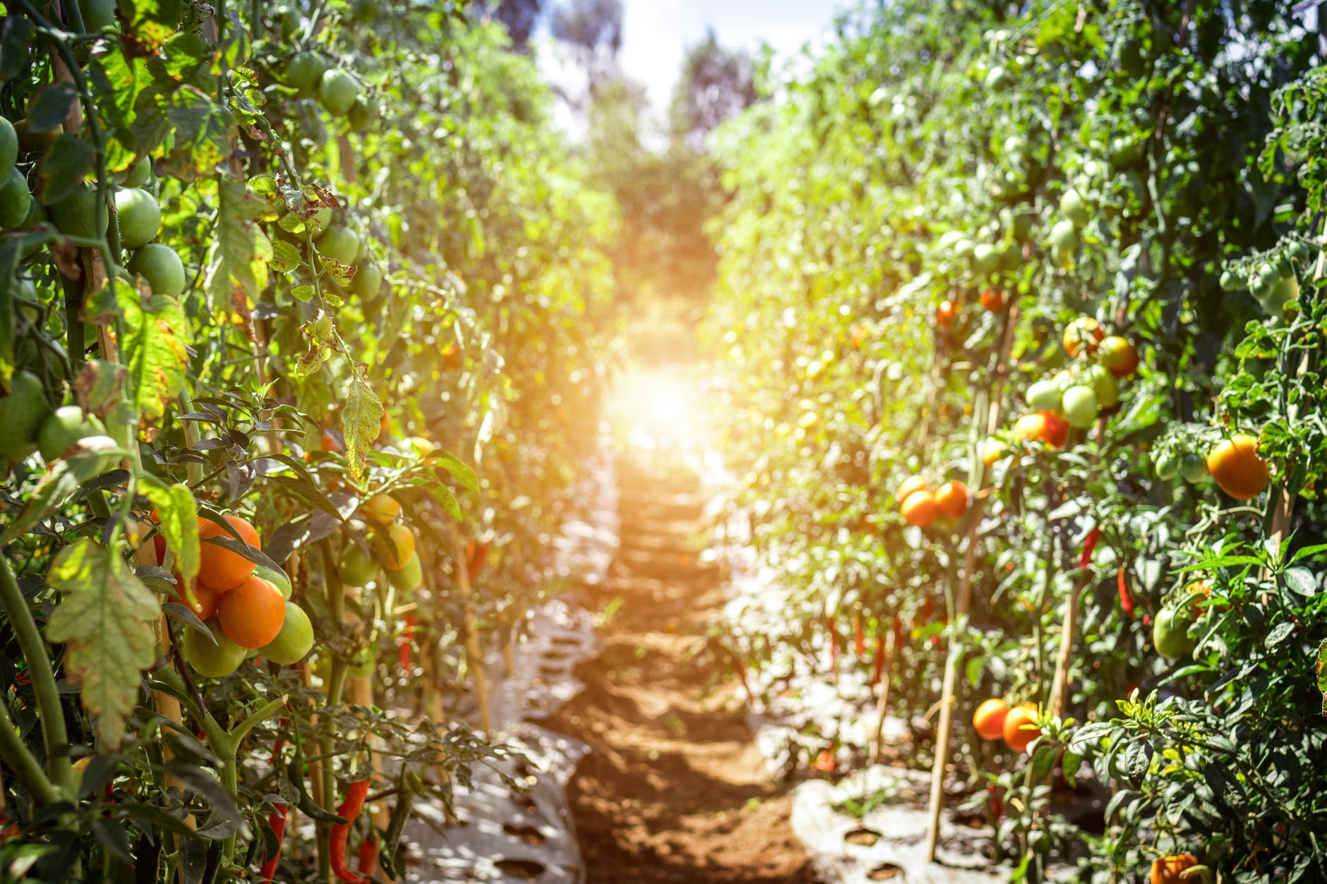 pathway between tomato fruits Gardening