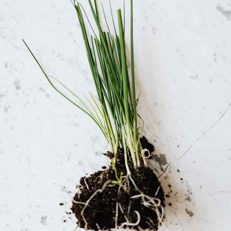green seedling of chives on marble table