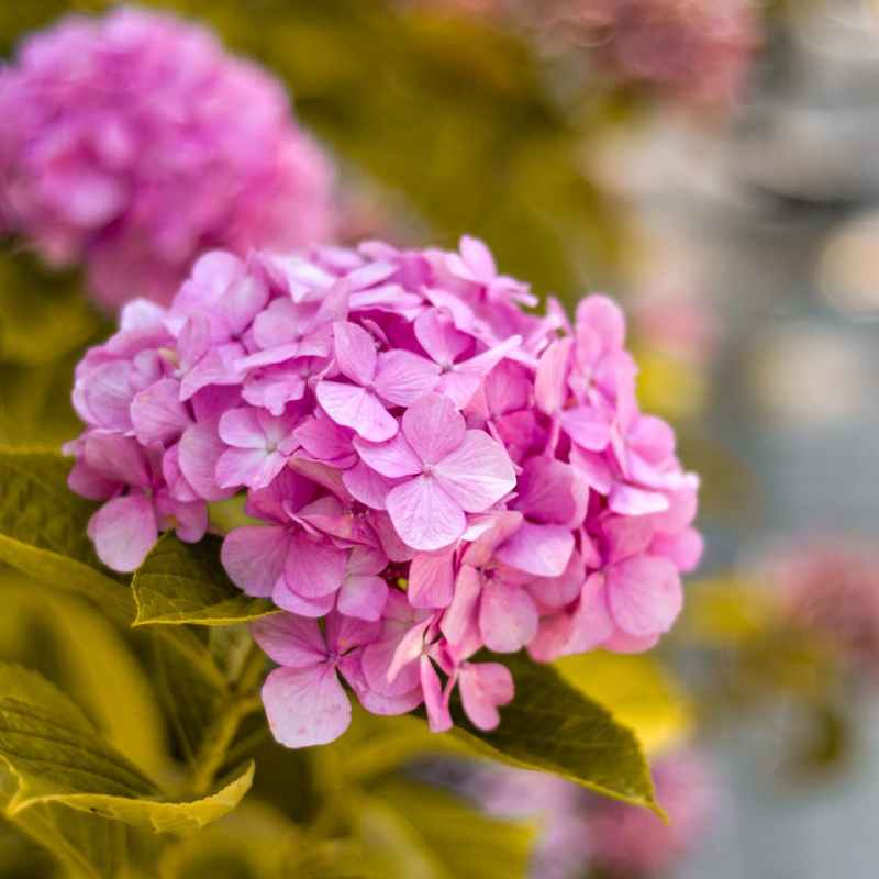 pink flowers in tilt shift lens