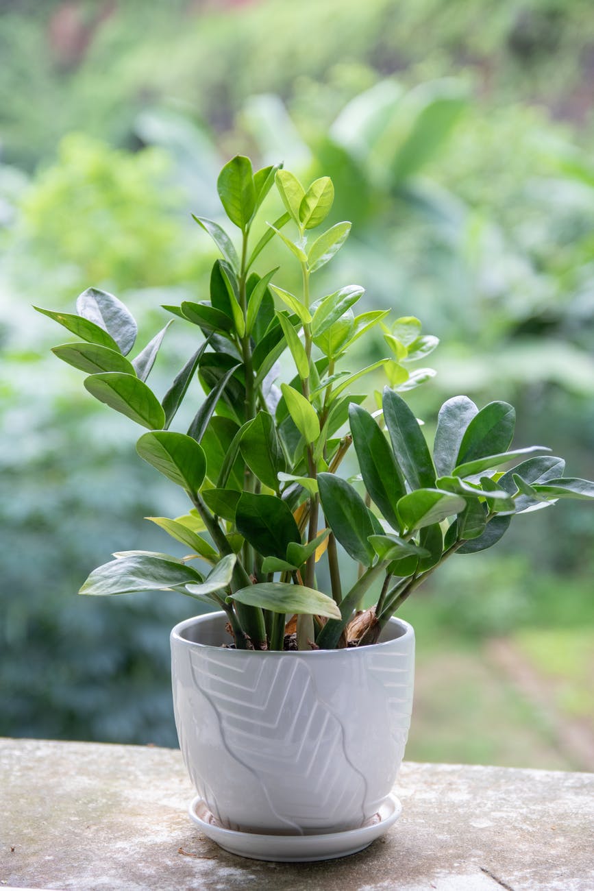 a close up shot of a potted zz 
plant