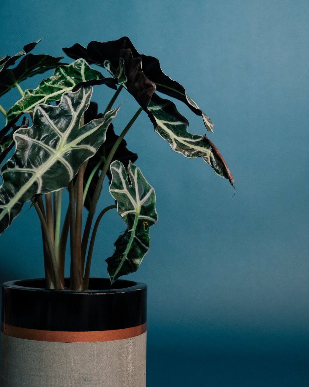 Indoor Elephant Ear Plant Care Guide