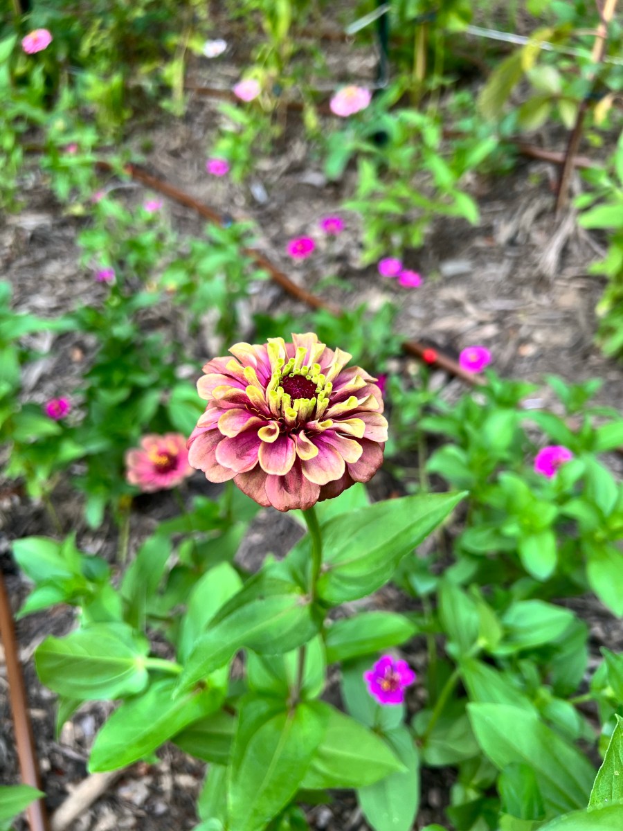 How to Start and Grow Zinnia Seeds Indoors The Thrifted Planter