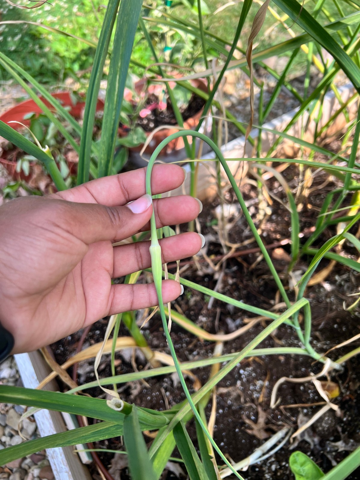 Garlic Scapes what are they and how to use them The Thrifted Planter