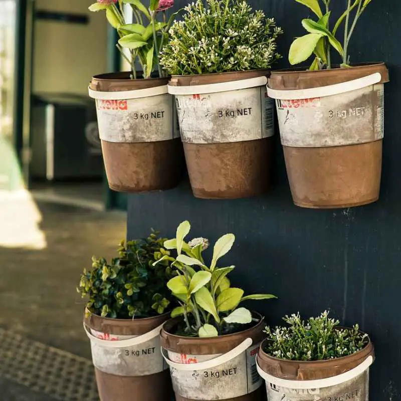 six potted plants close up photo