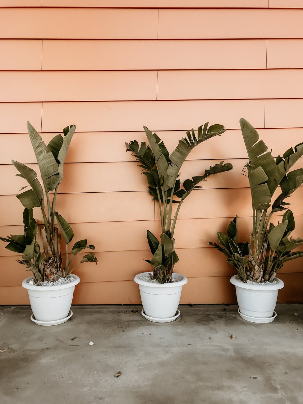 banana plant on pots beside orange wall