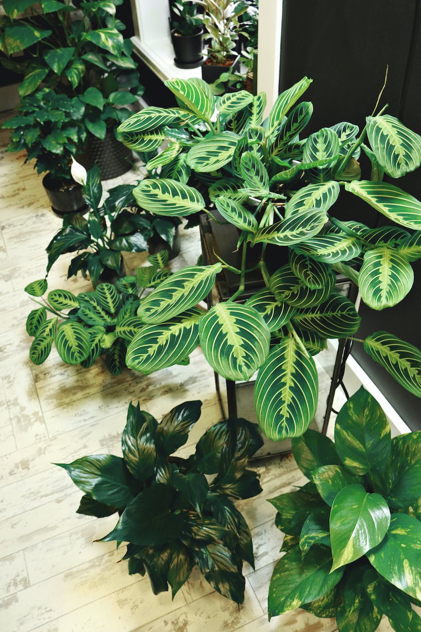 photo of potted houseplants