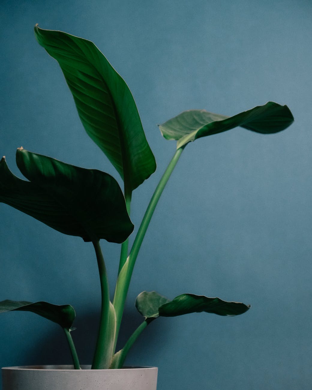 potted plant with green leaves on blue background