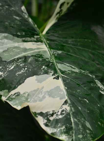 water summer plant leaf