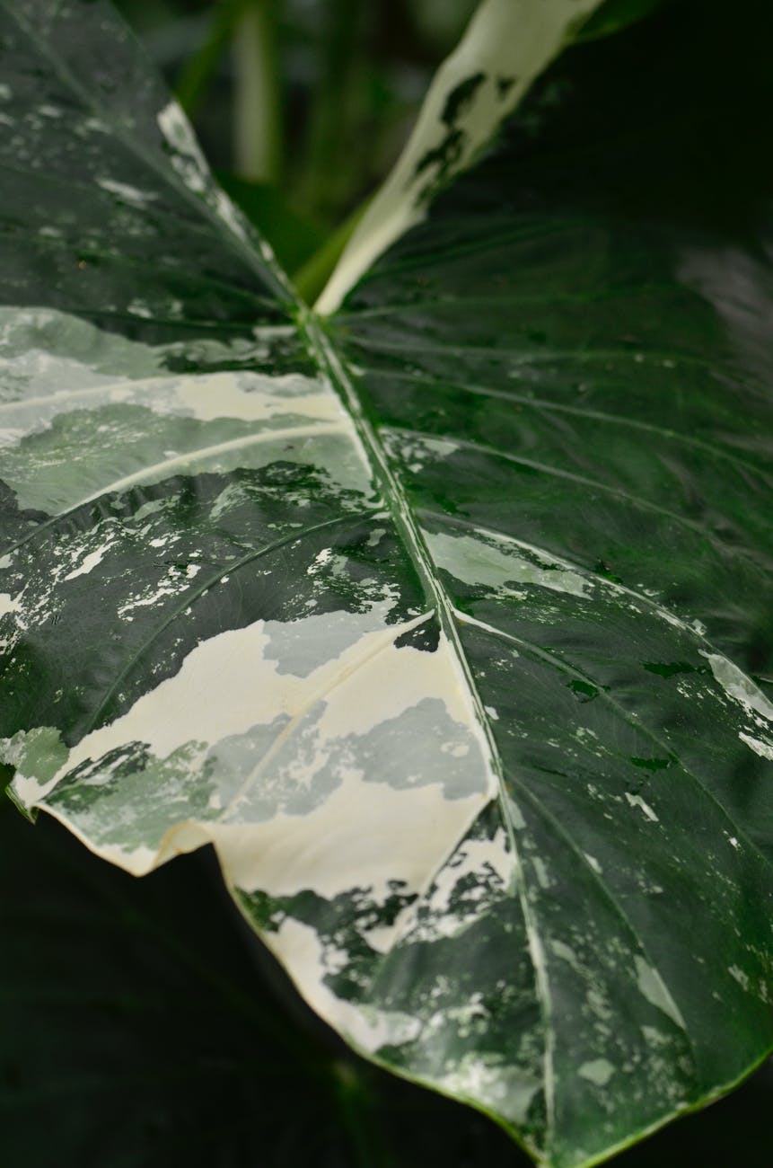 water summer plant leaf