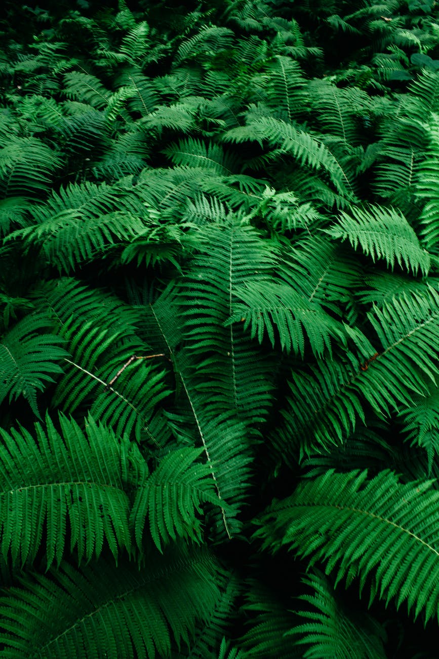 close up photo of green fern plants