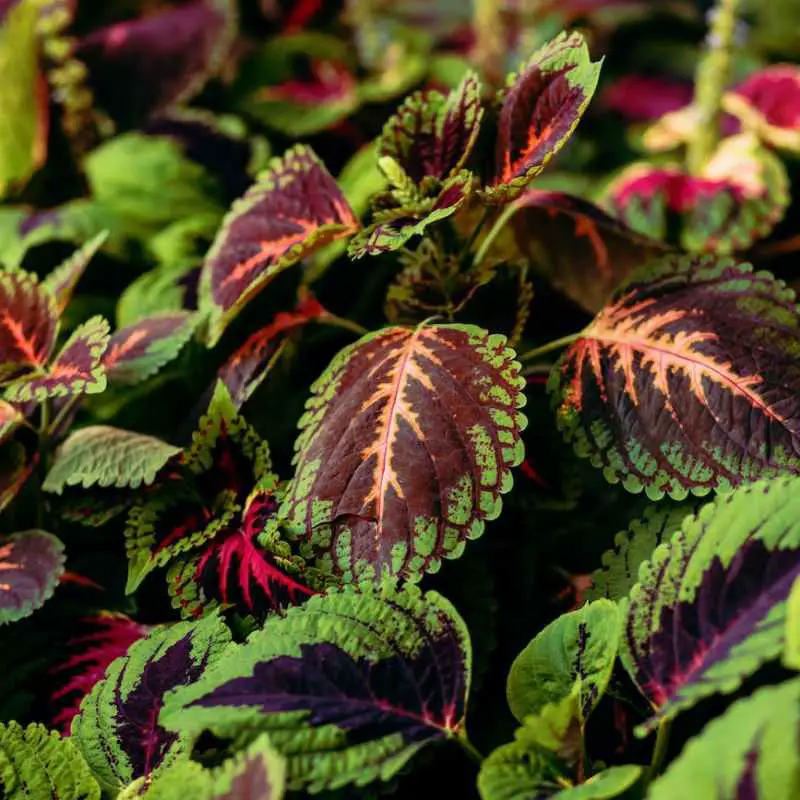 coleus plant with colorful leaves